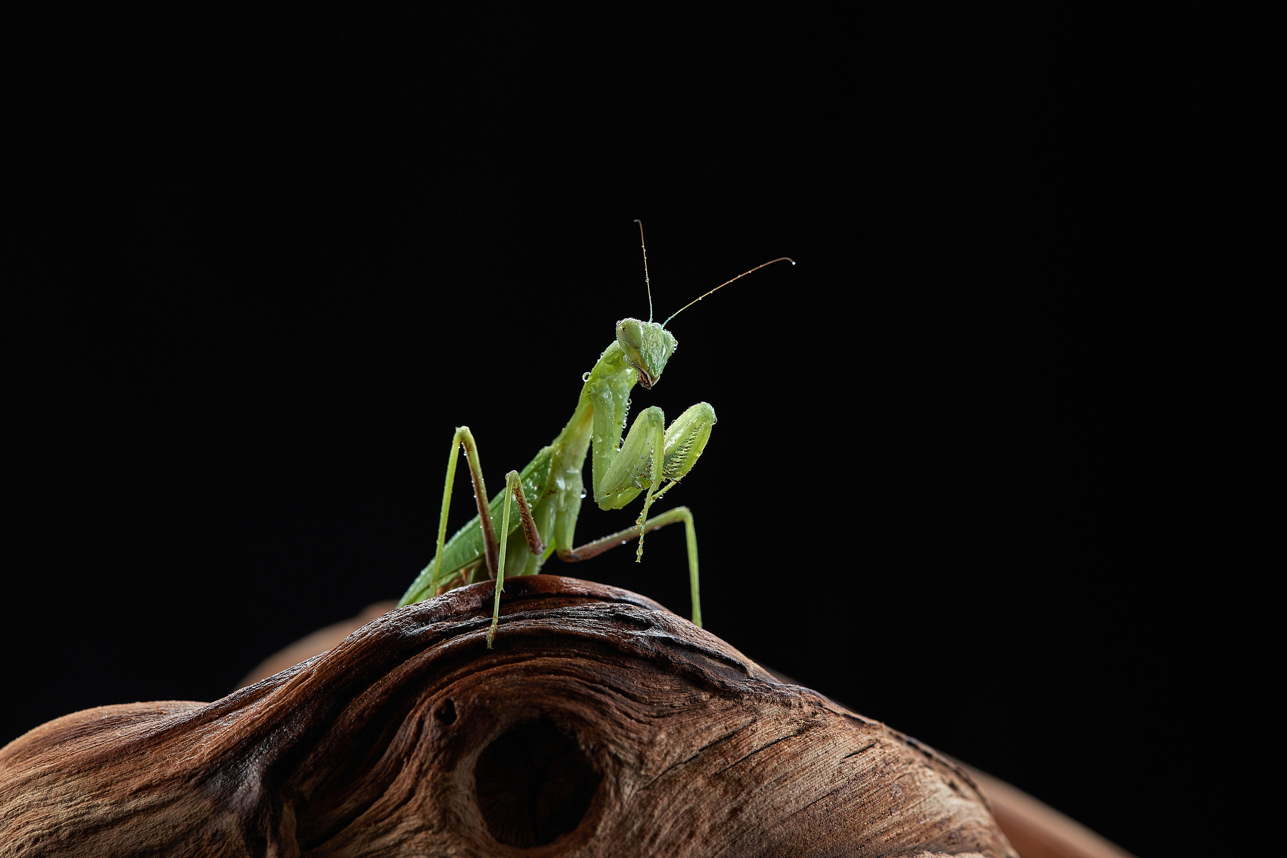 ДРУГИЕ МОДЕЛИ. ФОТОГРАФ-АНИМАЛИСТ l LANA POLYAKOVA