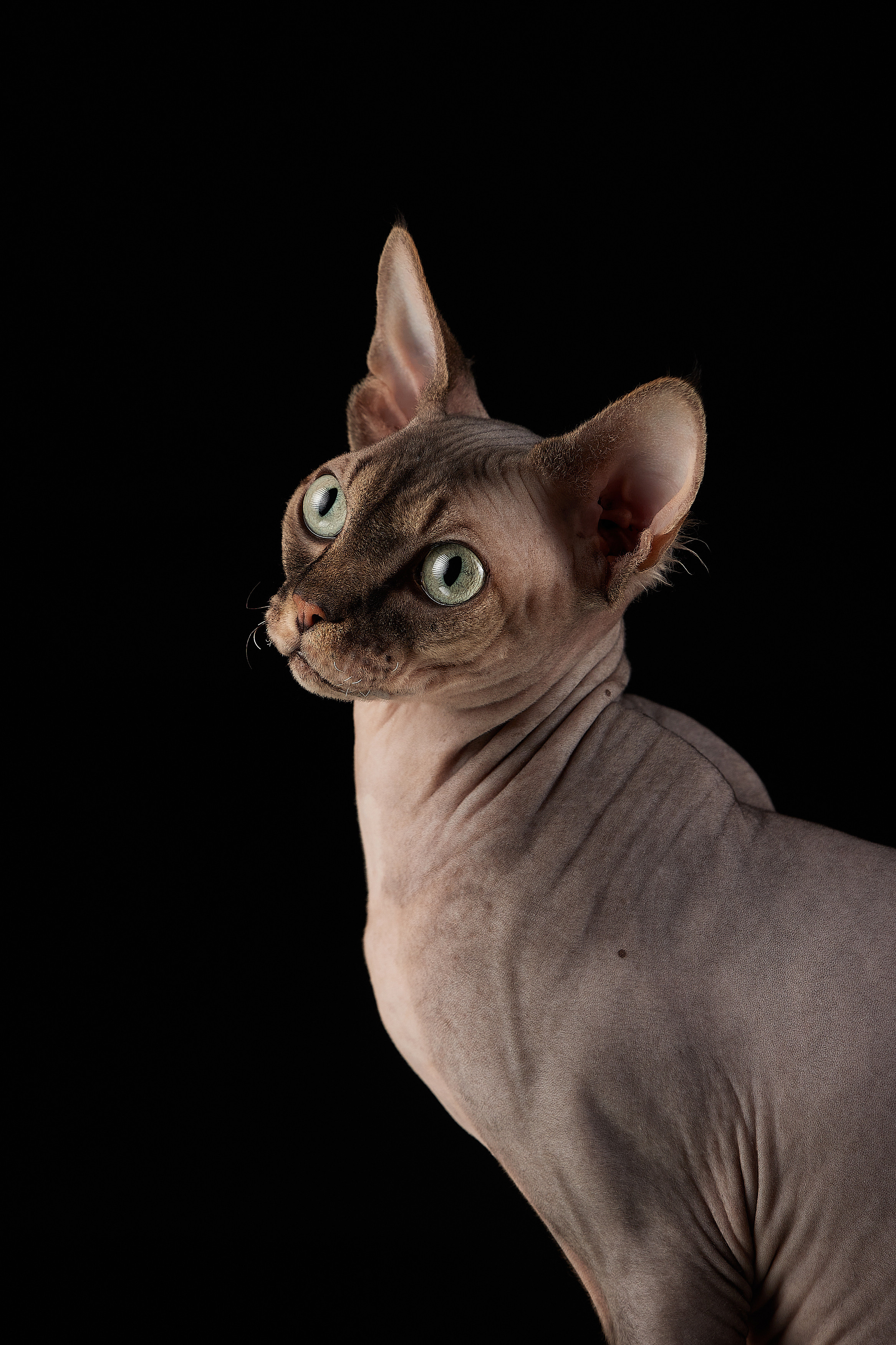 ДРУГИЕ МОДЕЛИ. ФОТОГРАФ-АНИМАЛИСТ l LANA POLYAKOVA