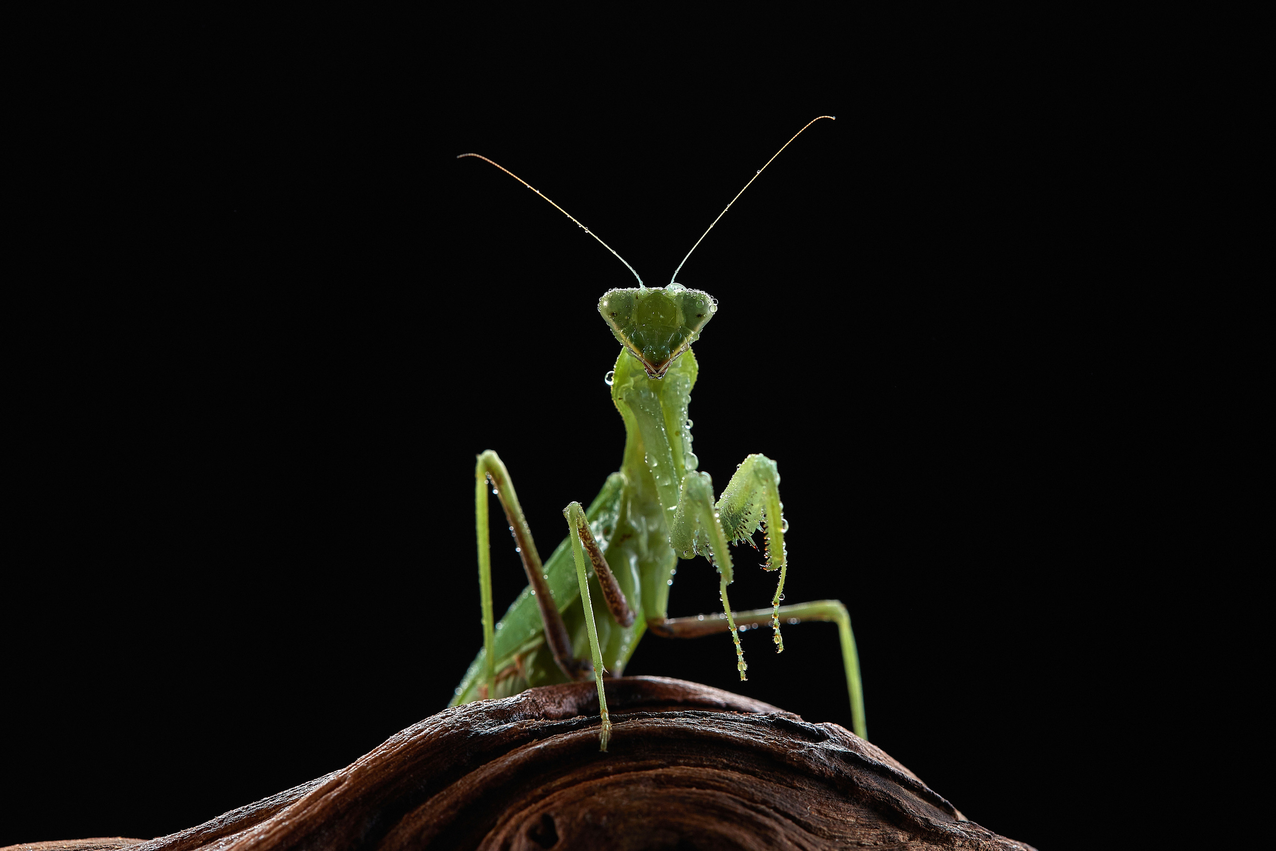 ДРУГИЕ МОДЕЛИ. ФОТОГРАФ-АНИМАЛИСТ l LANA POLYAKOVA