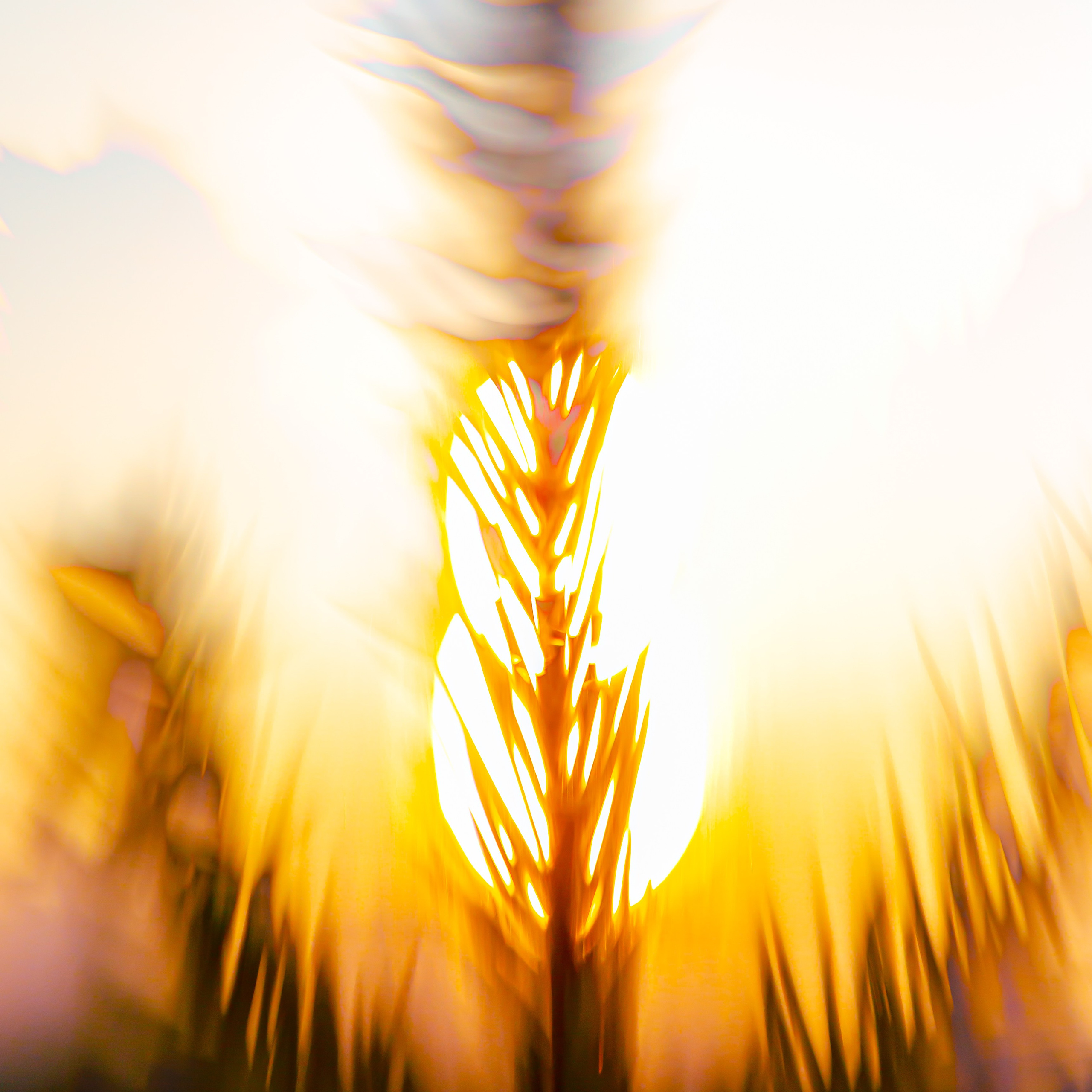 ЦВЕТА, 2025-2026. АННА ВЕРСО / ANNA VERSO | Визуальный художник / Visual artist