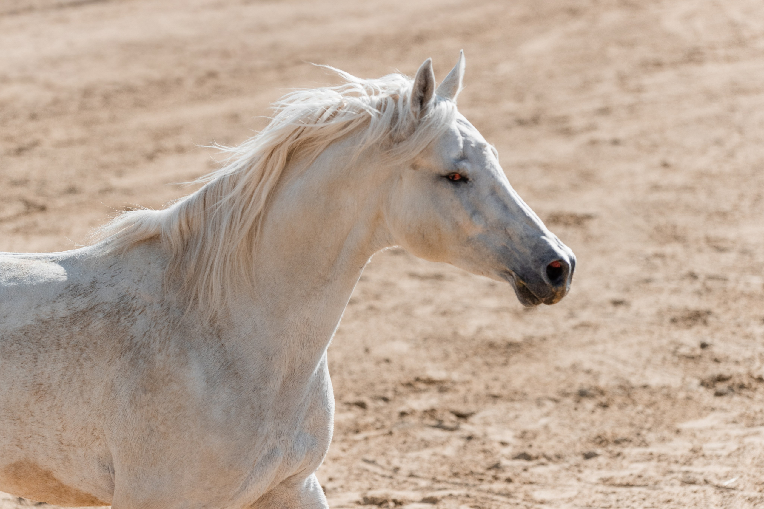 На природе. Фотограф-анималист Ксендзова Кристина