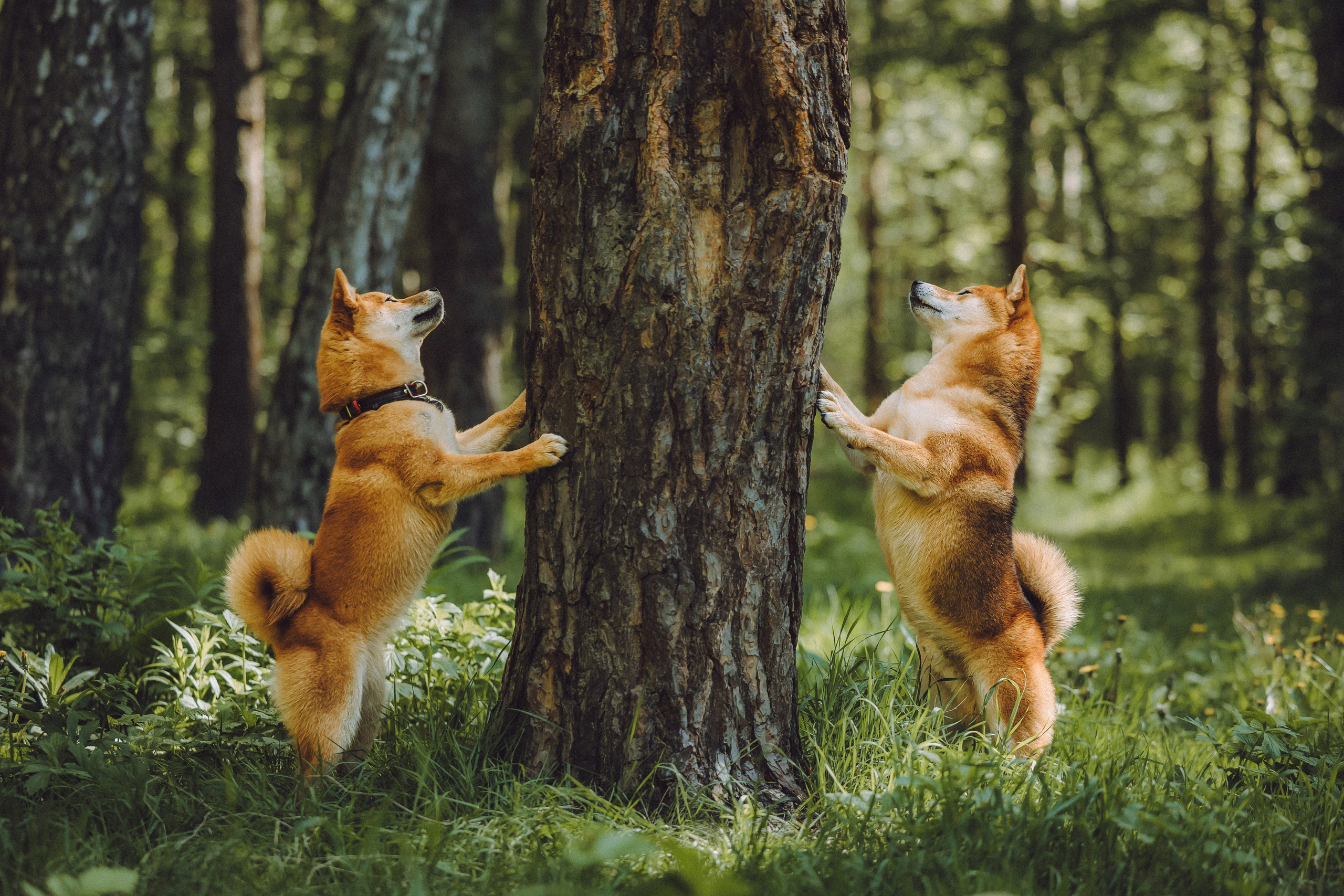 Шед, Цири, Чиби, Цера и их семья