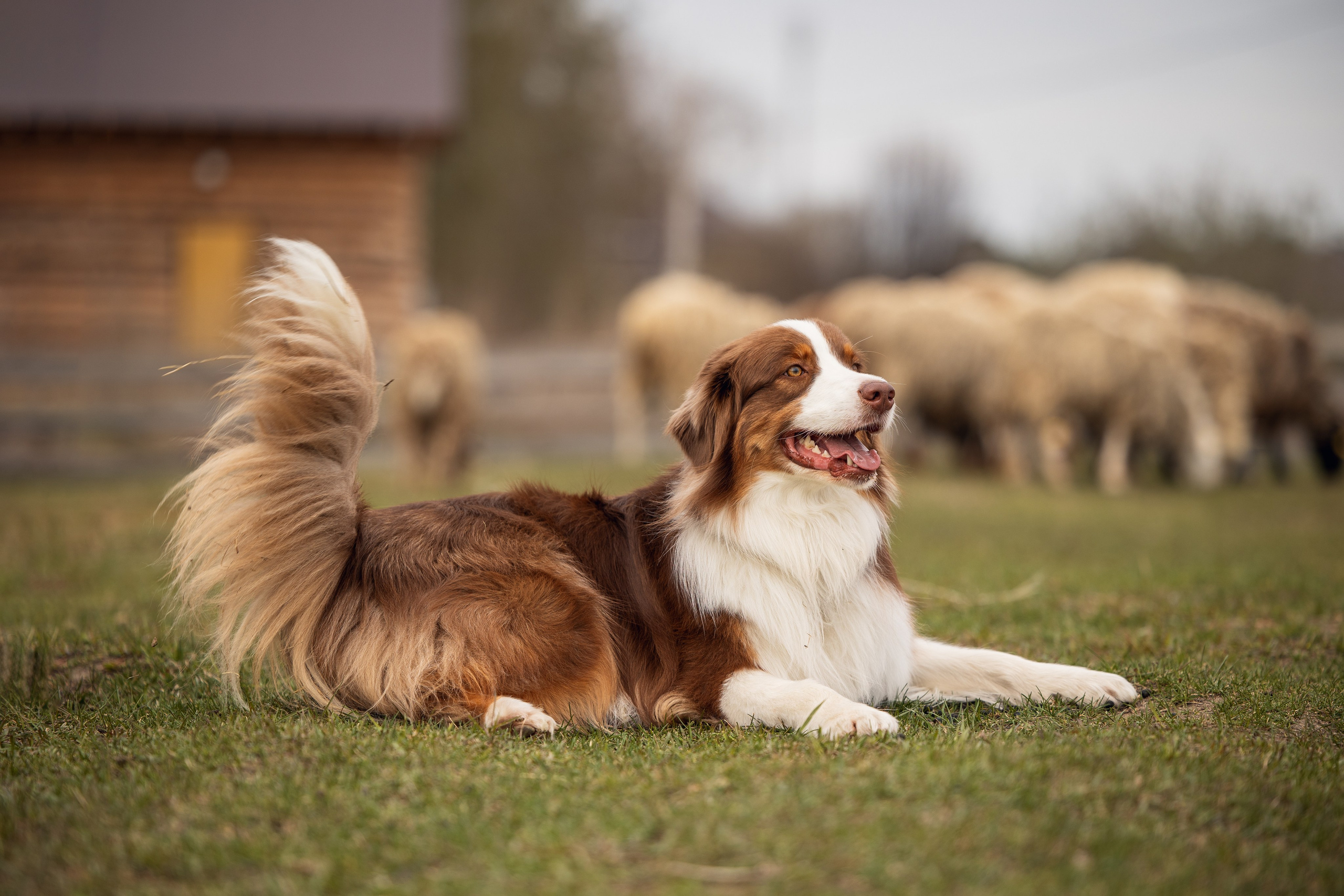 Анна и Вуди. YULA KOLESOVA | Фотограф — Анималист | Художник | Тюмень
