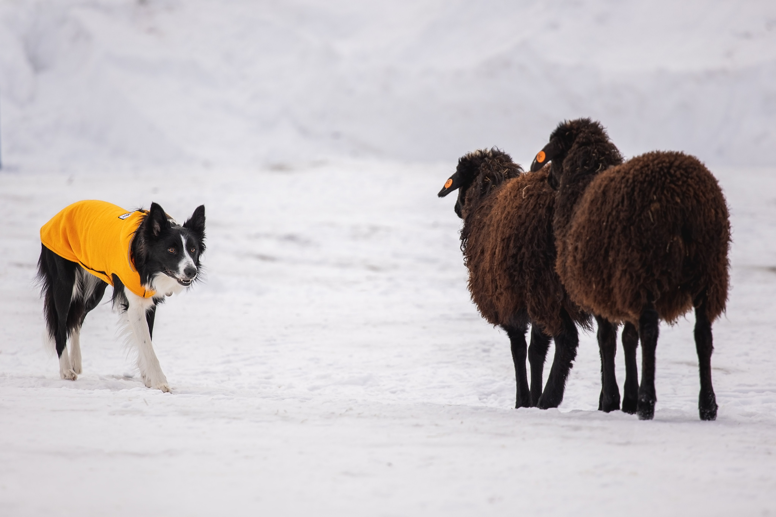 Татьяна и Ран. YULA KOLESOVA | Фотограф — Анималист | Художник | Тюмень