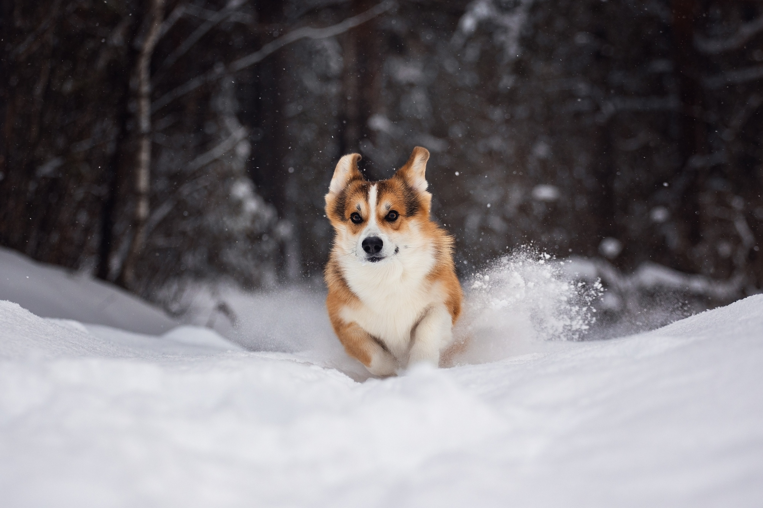 YULA KOLESOVA | Фотограф — Анималист | Художник | Тюмень