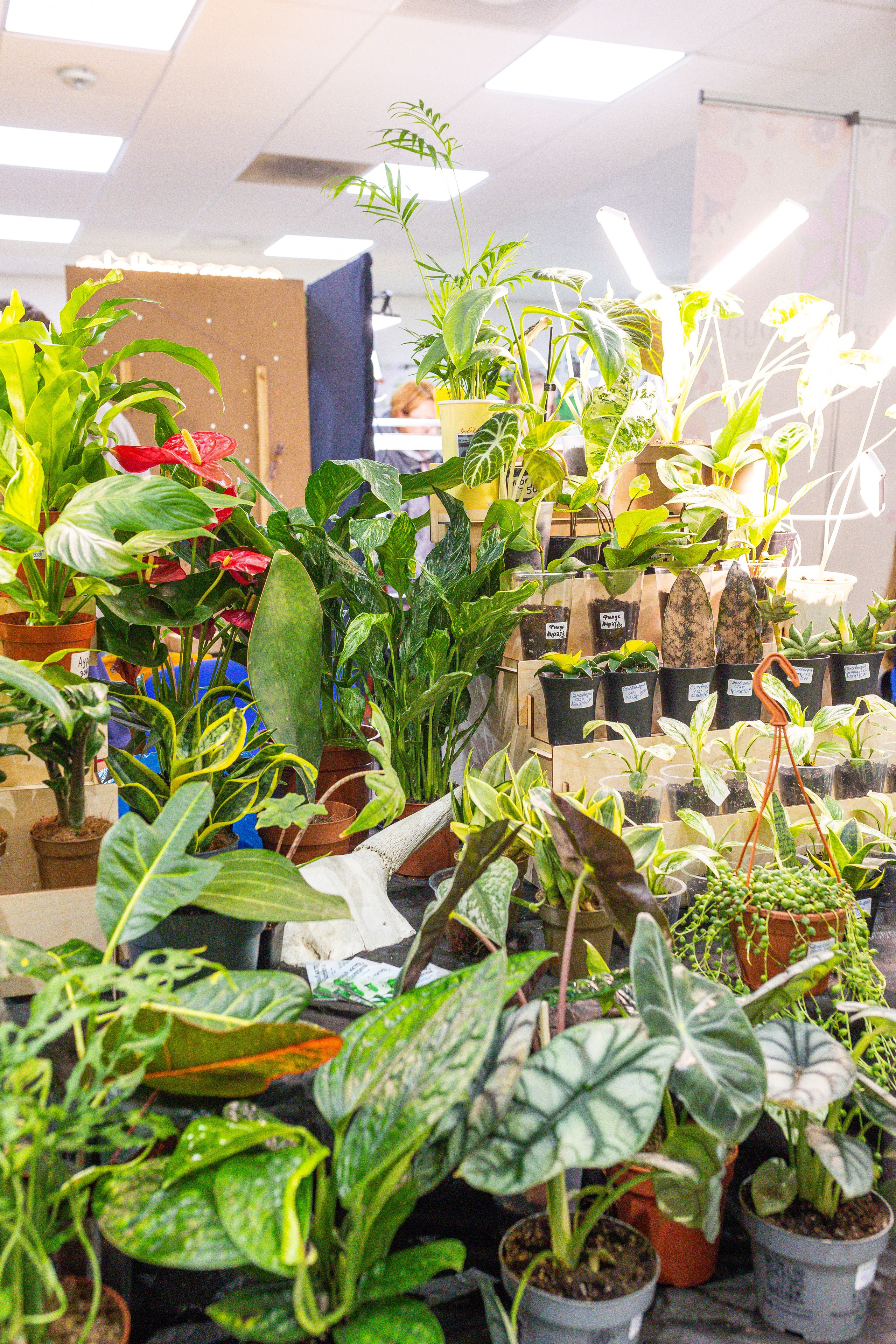 Монстериум 11–12 октября. Александра Куликова фотограф, Москва