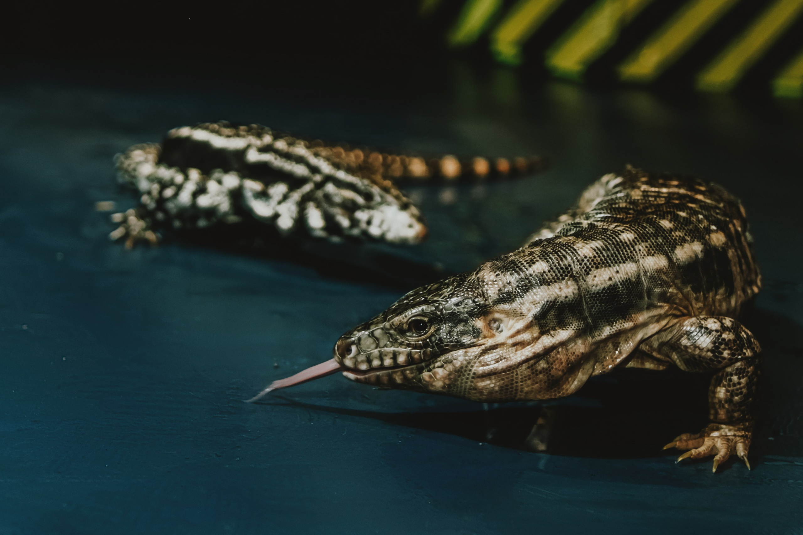 Дом Драконов. Nattie.ph