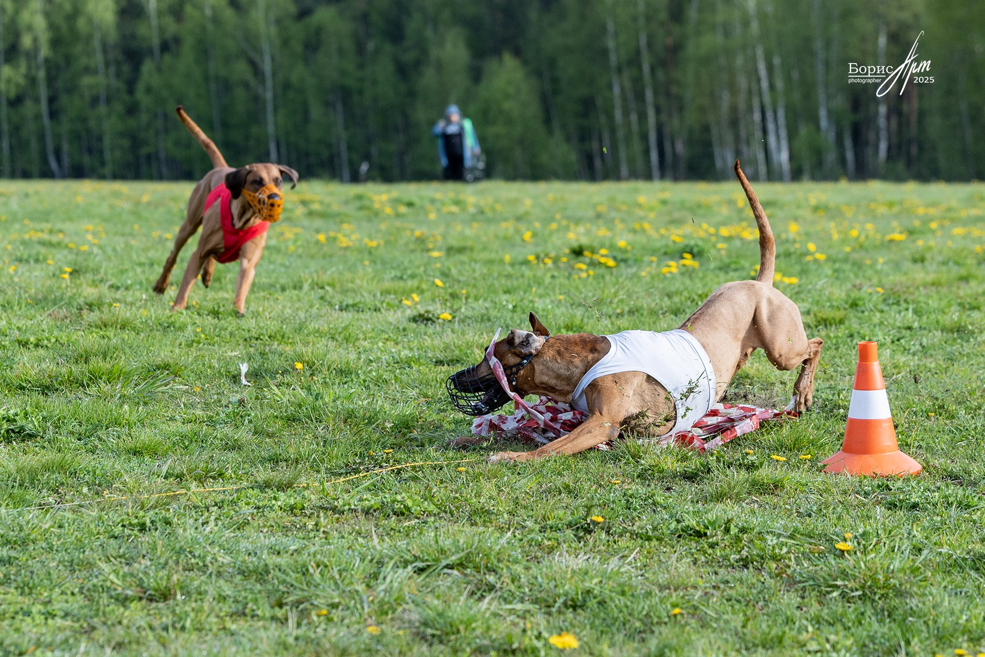 КУРСИНГ. Борис Артамонов фотограф — анималист. Москва