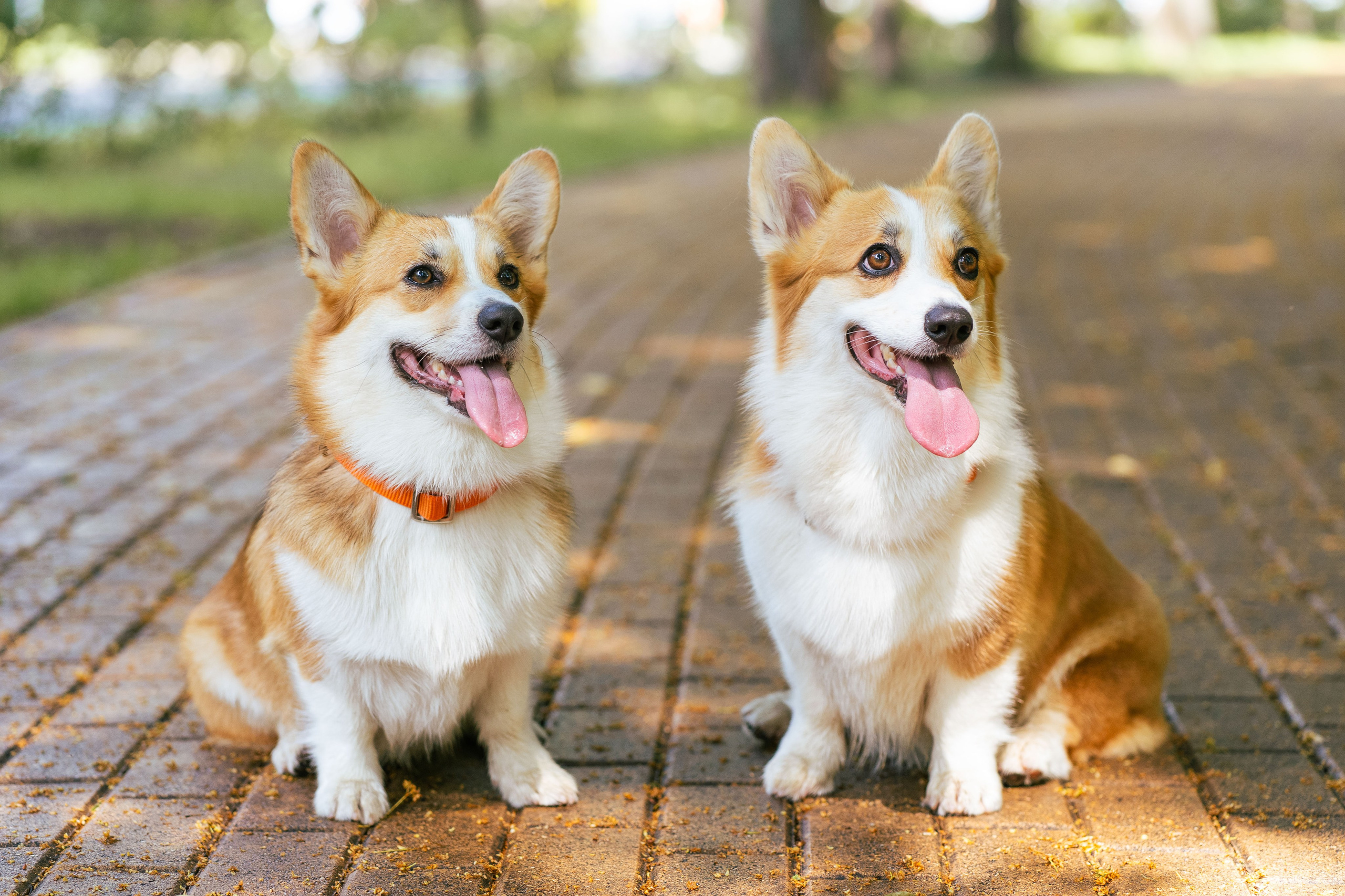 Ольга и коржики. Свадебный фотограф в Москве Анна Полушина