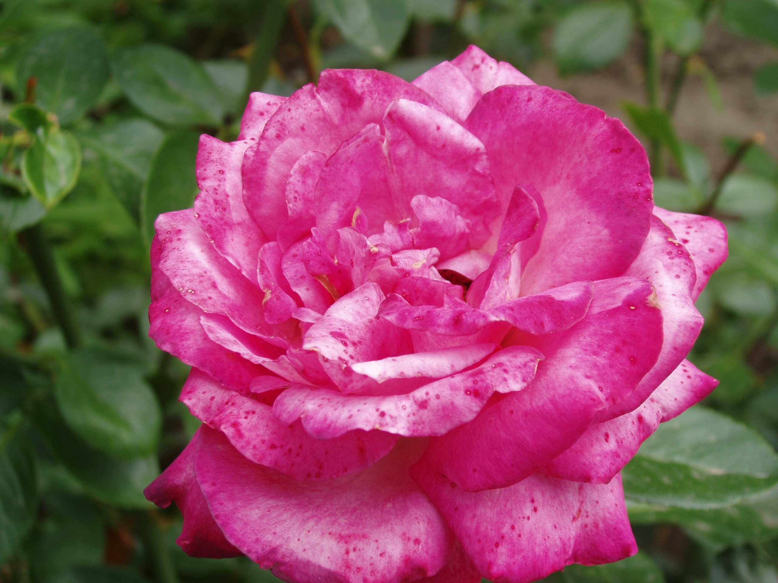 Отпуск 20.07-17.08. Семейный, Свадебный фотограф СПБ Питер— Романова Екатерина