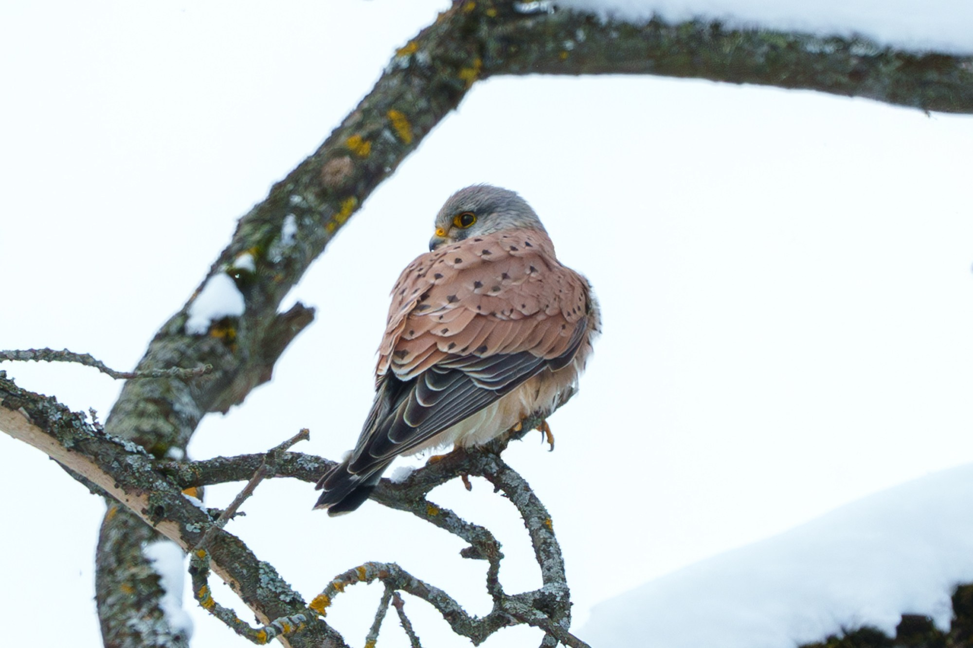 Удивительные мир птиц. Вокруг нас столько прекрасного — присмотритесь!. Ваш личный фотограф Марина Волкова