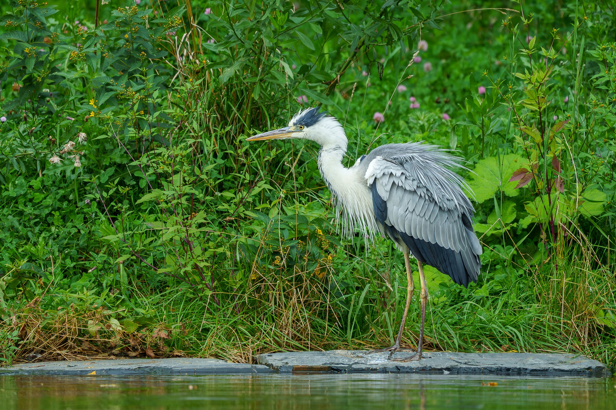 Удивительные мир птиц. Вокруг нас столько прекрасного — присмотритесь!. Ваш личный фотограф Марина Волкова