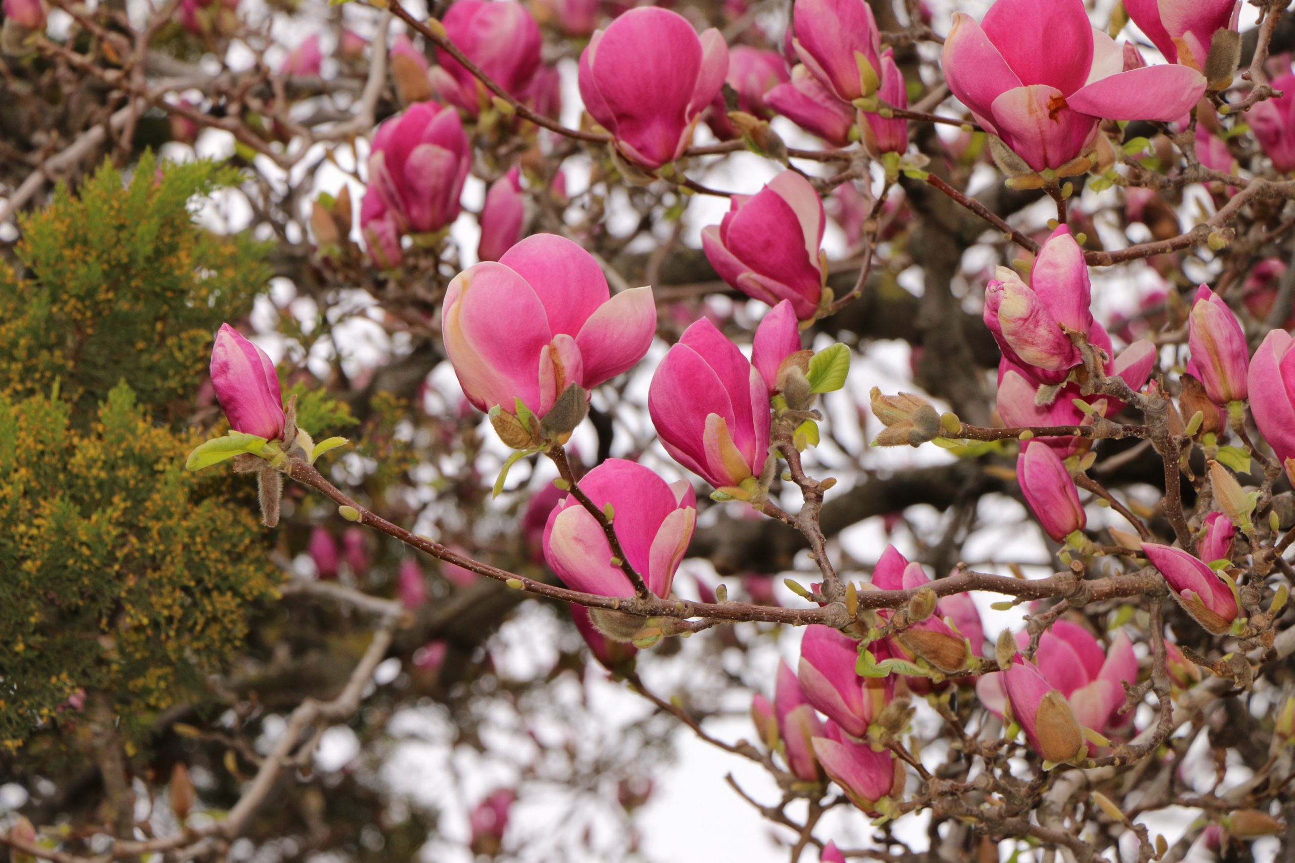 Природа. Семейный и детский фотограф в Ялте Ольга Солерина