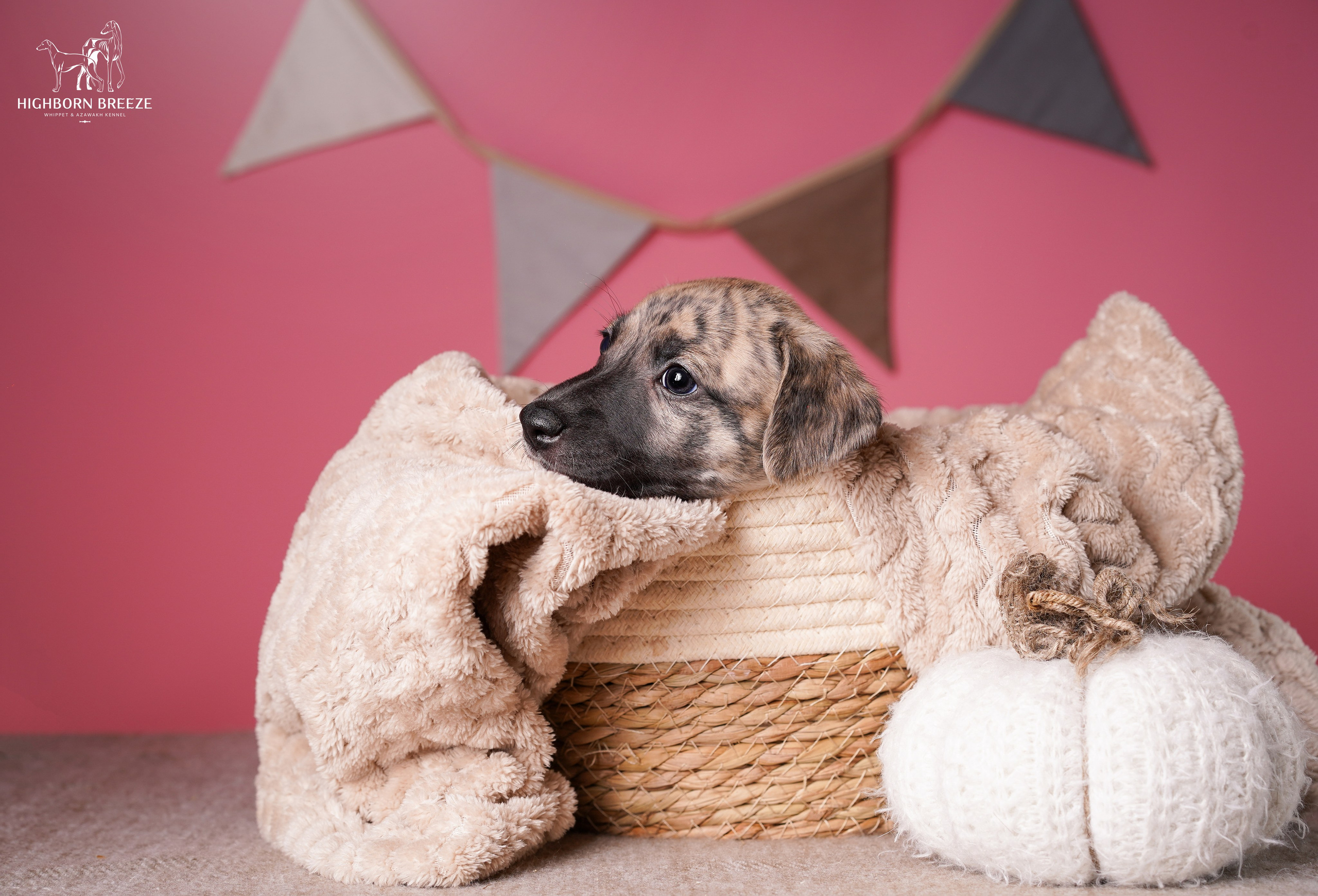 Щенки уиппета. Фотограф-анималист в Санкт-Петербурге Яна Мартынова