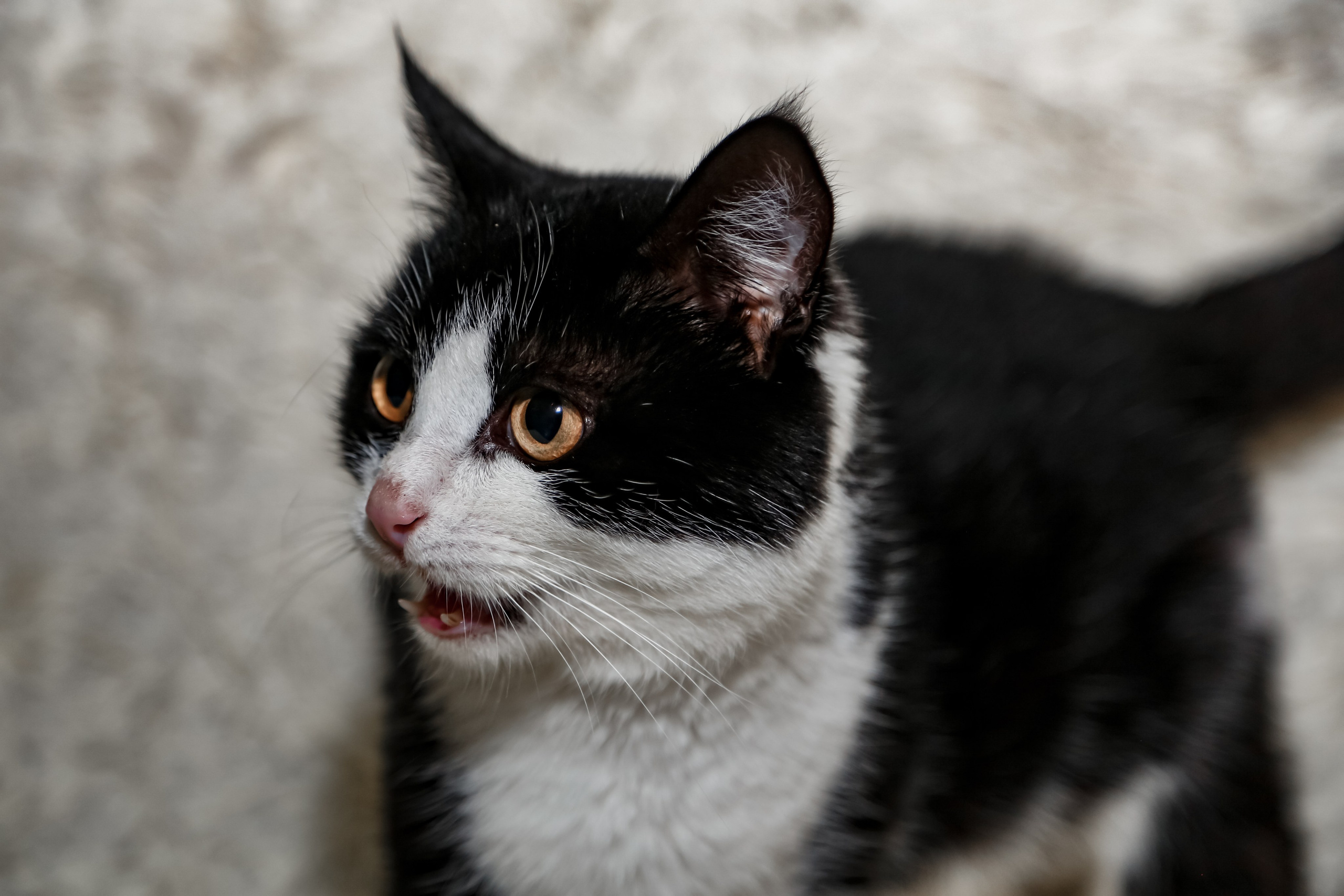 Приют Кошкин Дом Филимоша. Ваш фотограф в Оренбурге Рощупкина Екатерина