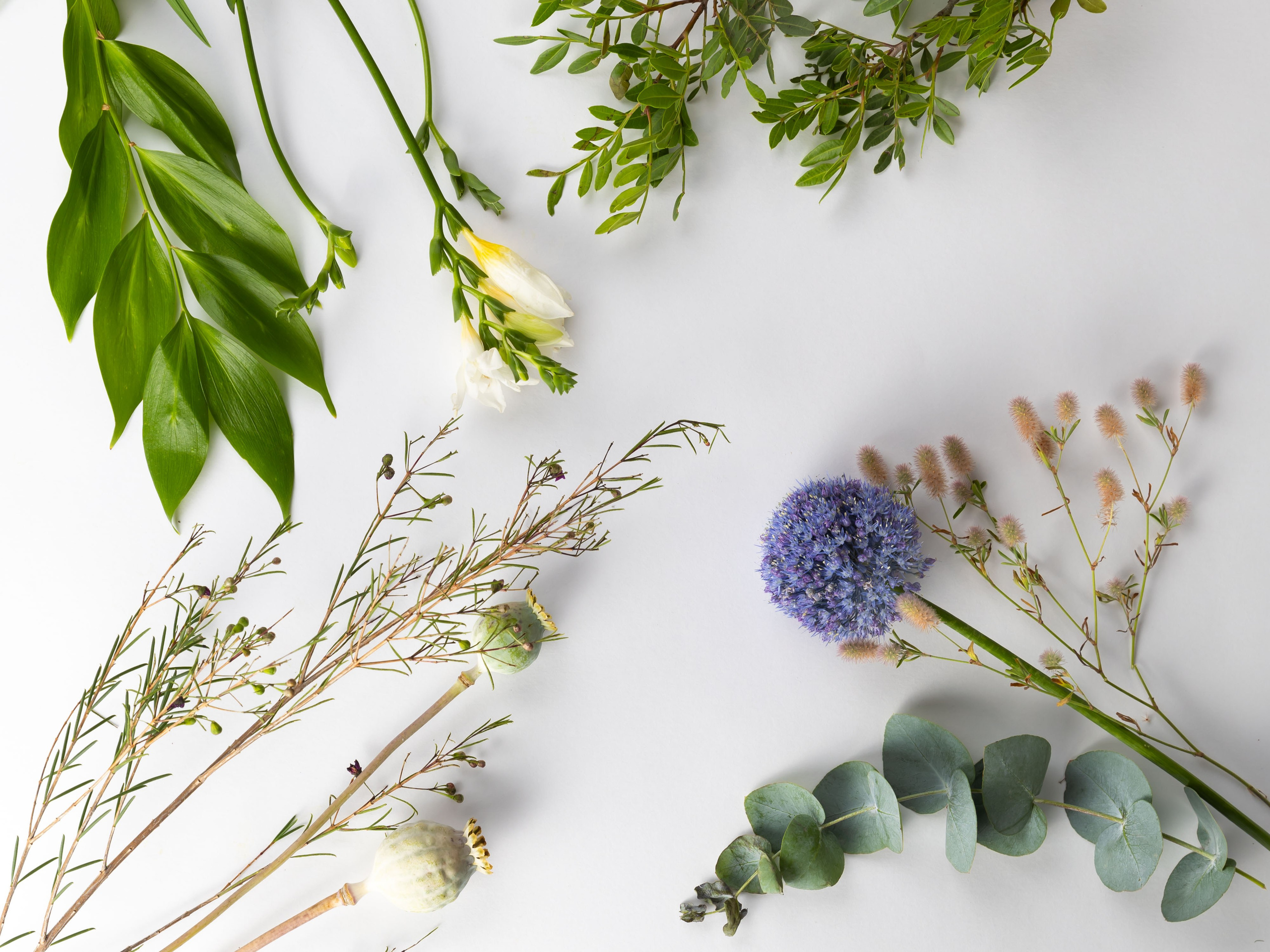 ЦВЕТЫ. ФОТОГРАФ ВИНОГРАДОВА ДАРЬЯ