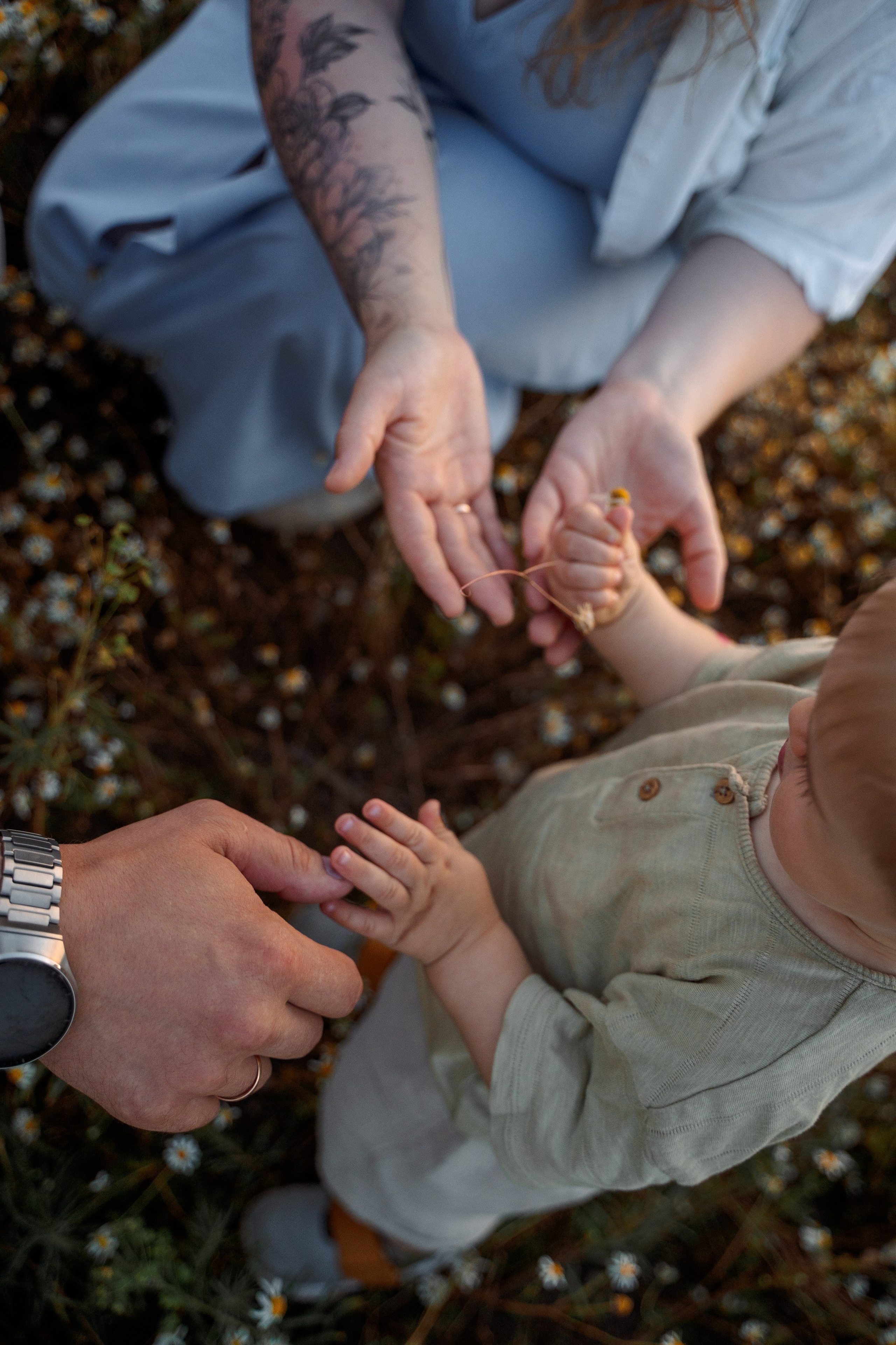 РОМАШКИ. Фотограф Мария Зайчик