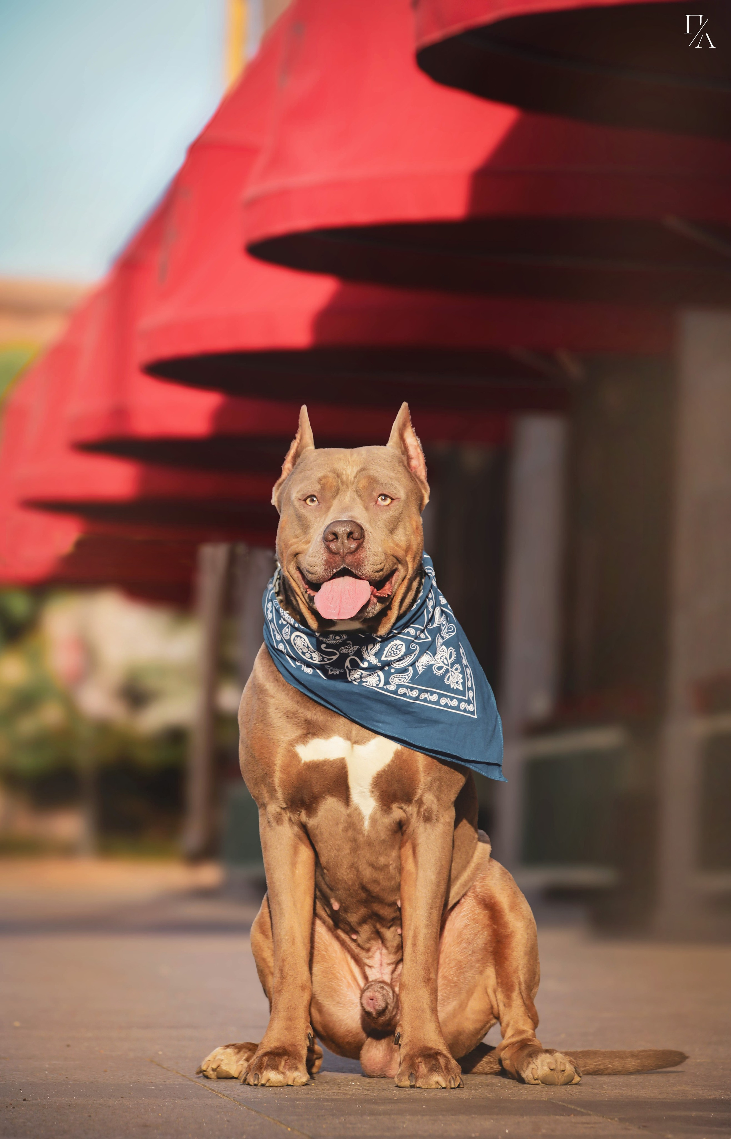 Рассветные фотосъёмки. Фотограф-анималист Павлова Любовь