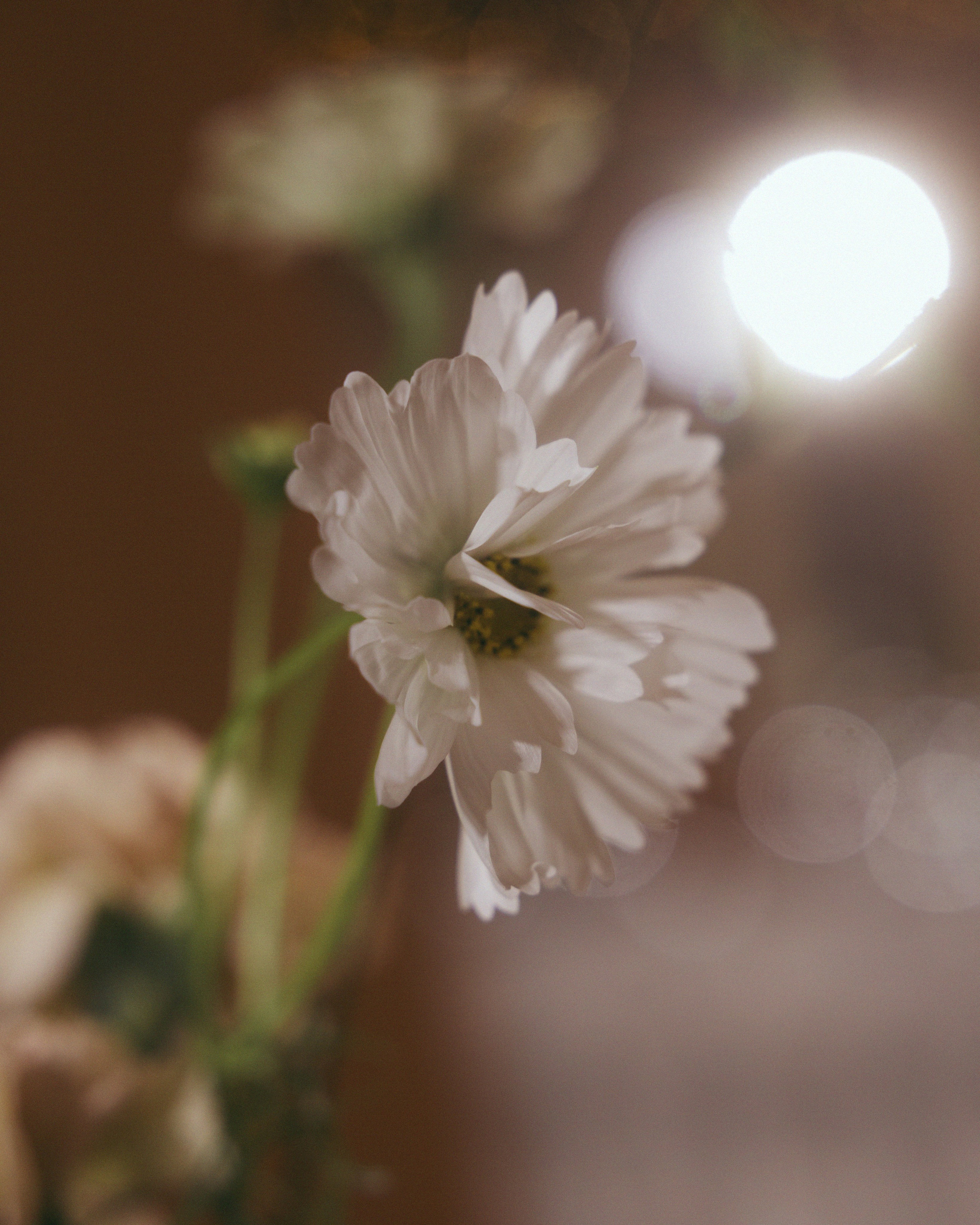 Руслан и Анастасия. Свадебный фотограф в Рязани и Москве Евгения Жмурова