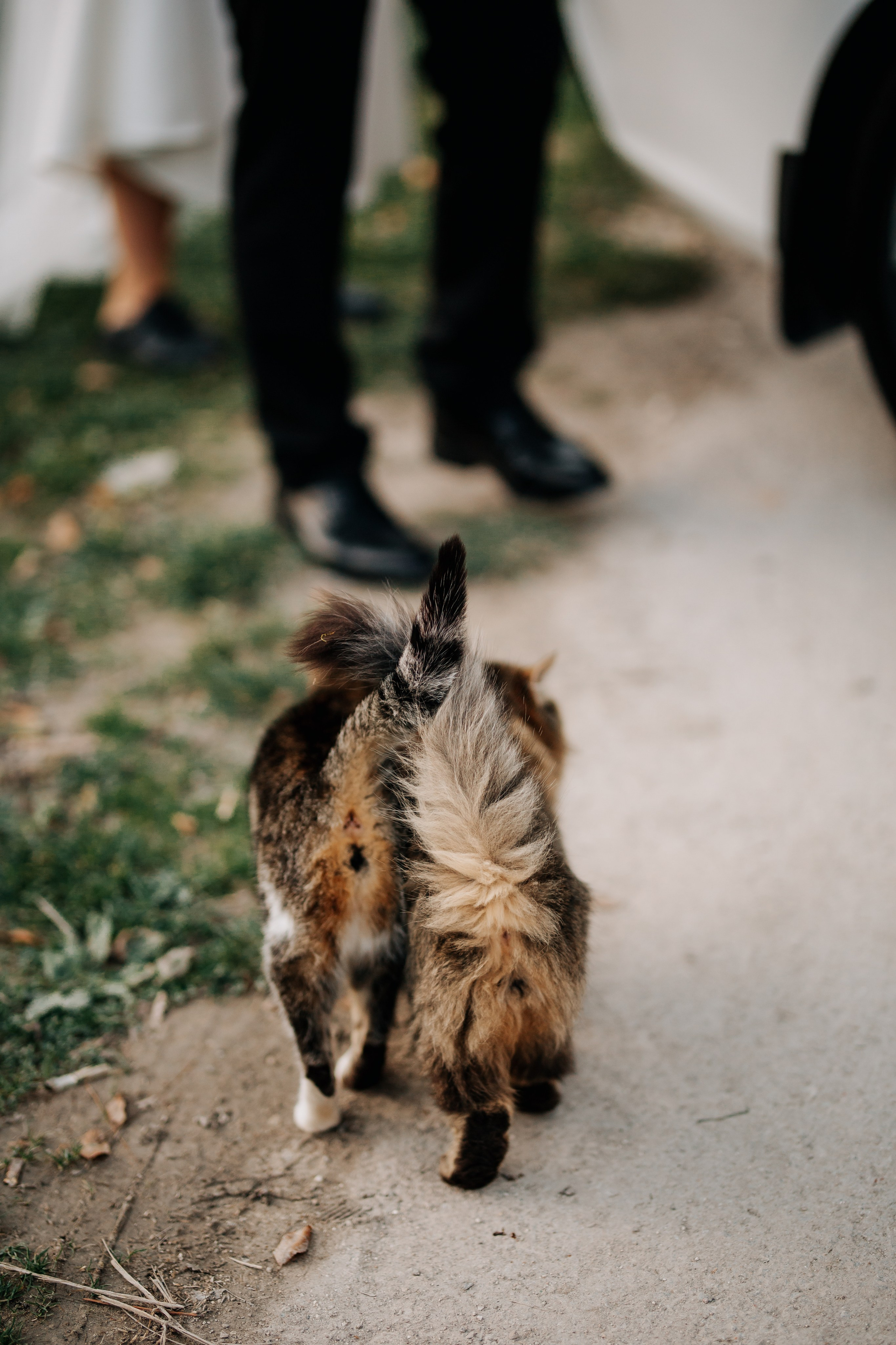 Алина и Денис. Фотограф в Крыму