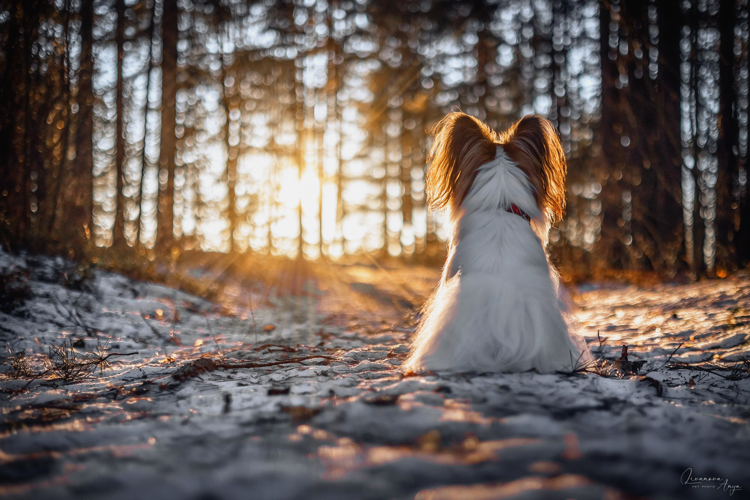 Хьюстон. Фотограф анималист Аня Ливанова | Рыбинск