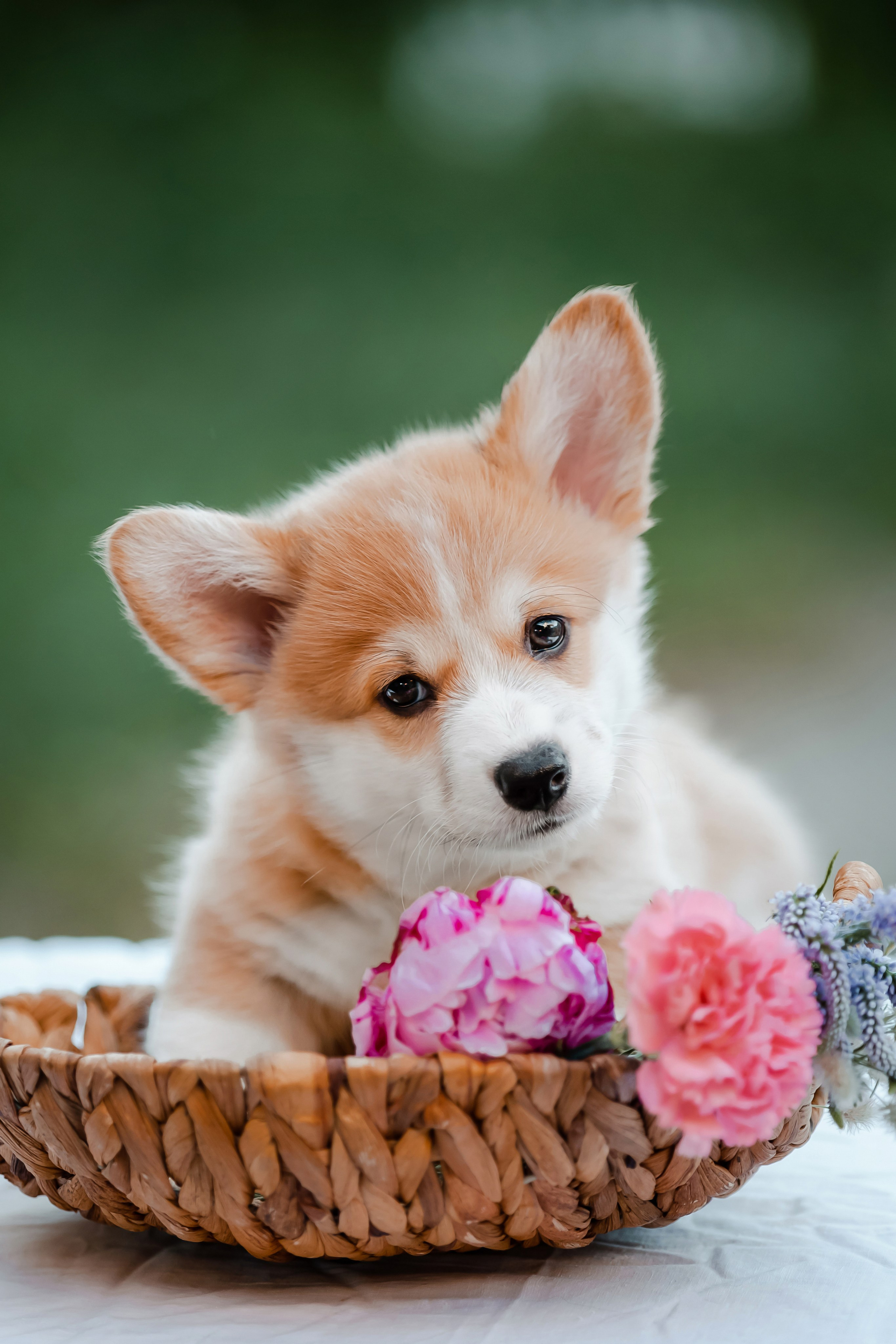 Щенки корги в корзинах и цветах. Фотограф-анималист в Краснодаре Маша Мельникова