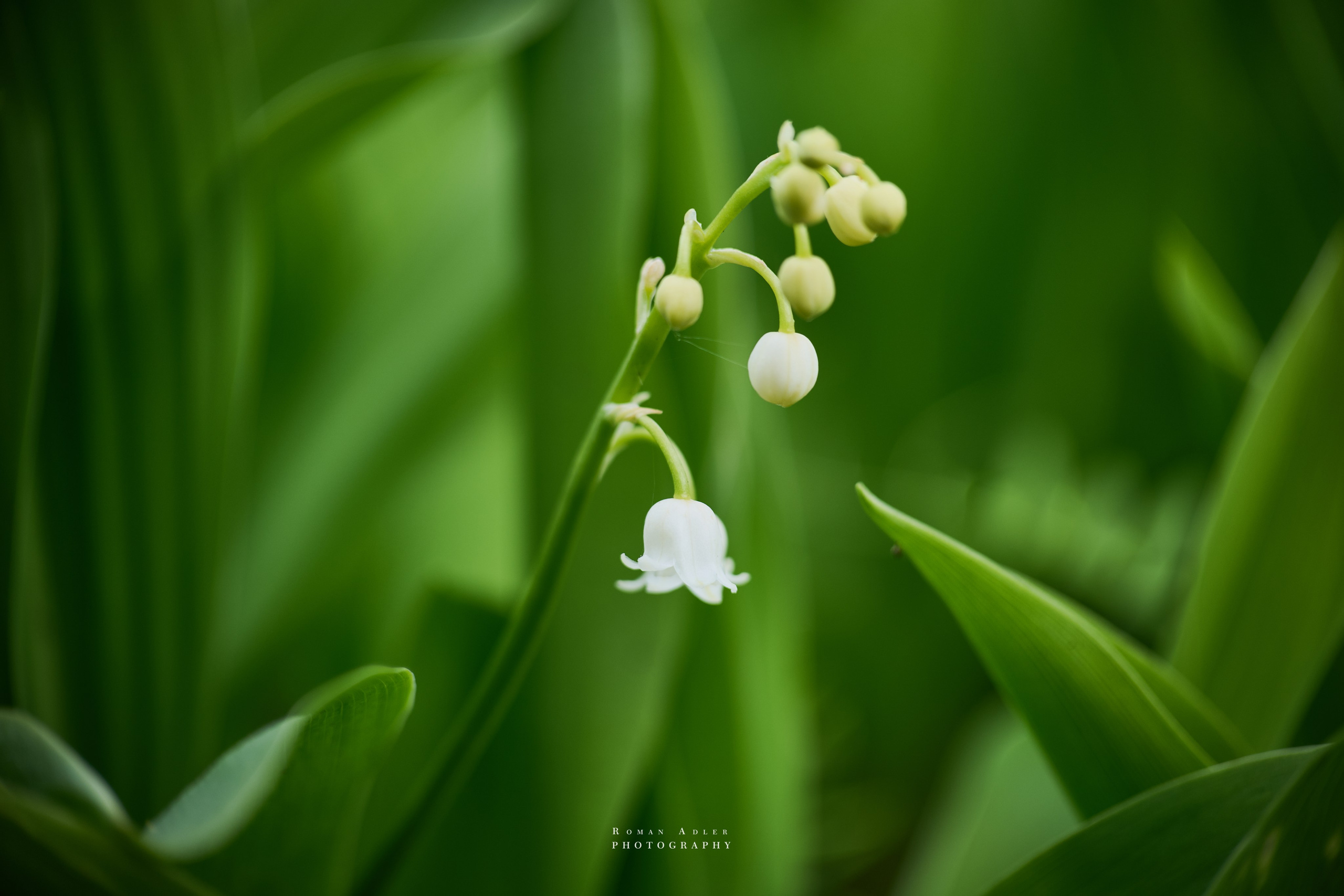 Фото цветущих ландышей. Фотограф Роман Адлер. Фото цветов