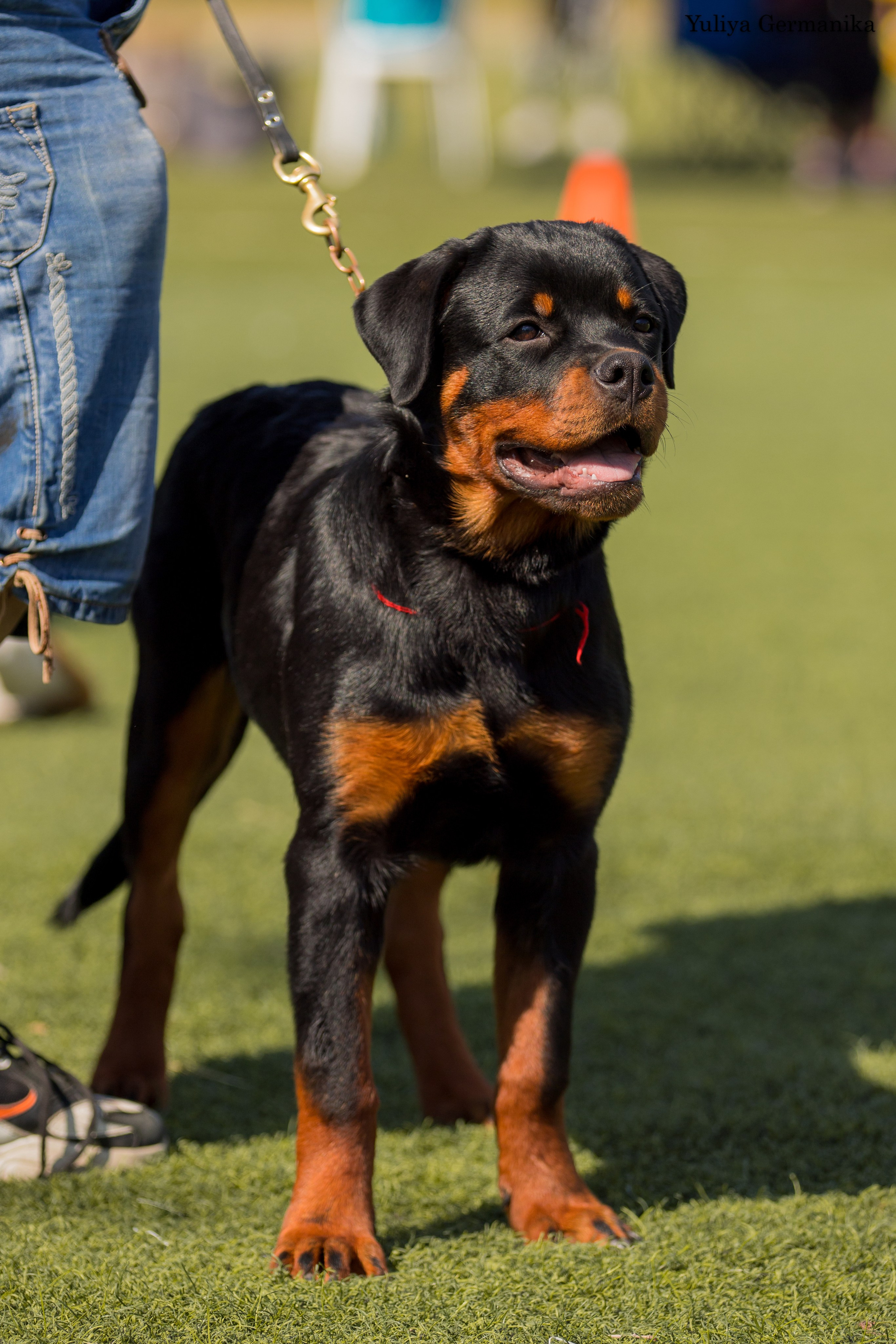 Анапа 16-17.09.2023 моно ротвейлеров. Фотограф-анималист Юлия Германика
