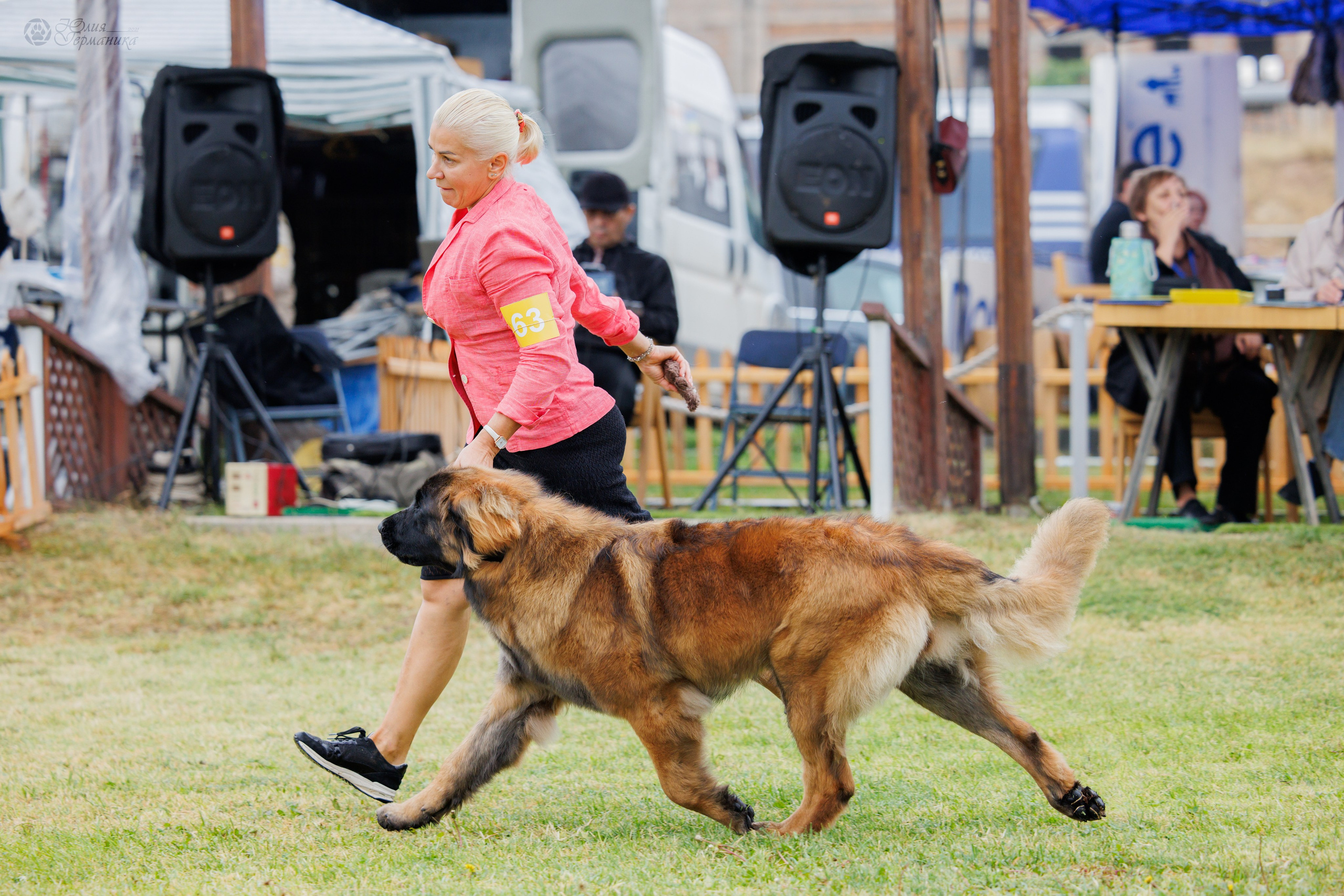 Армения,Ереван 3хCACIB 15-17.10.2024. Фотограф-анималист Юлия Германика