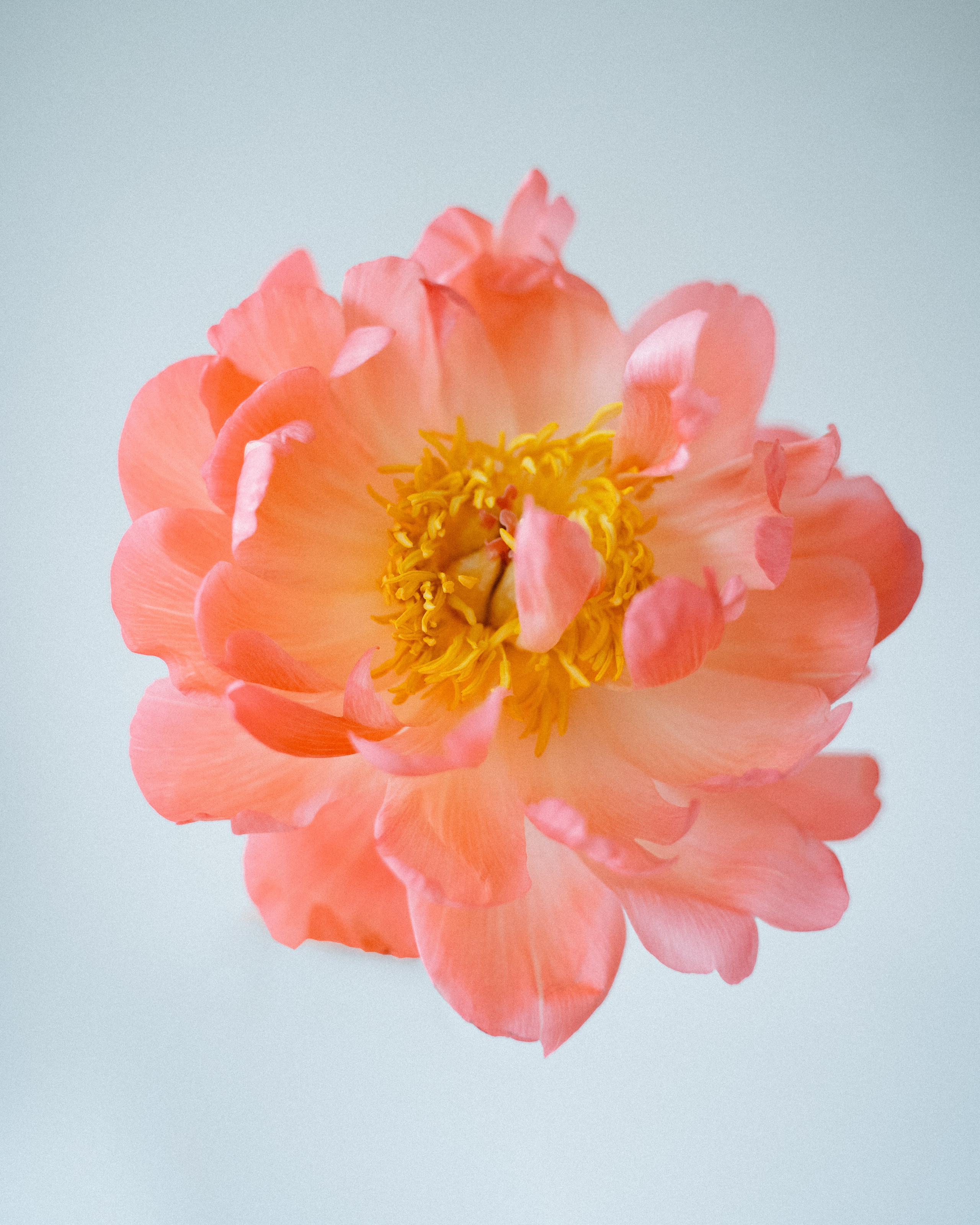 Olya. Анастасия Максимова, фотограф, москва