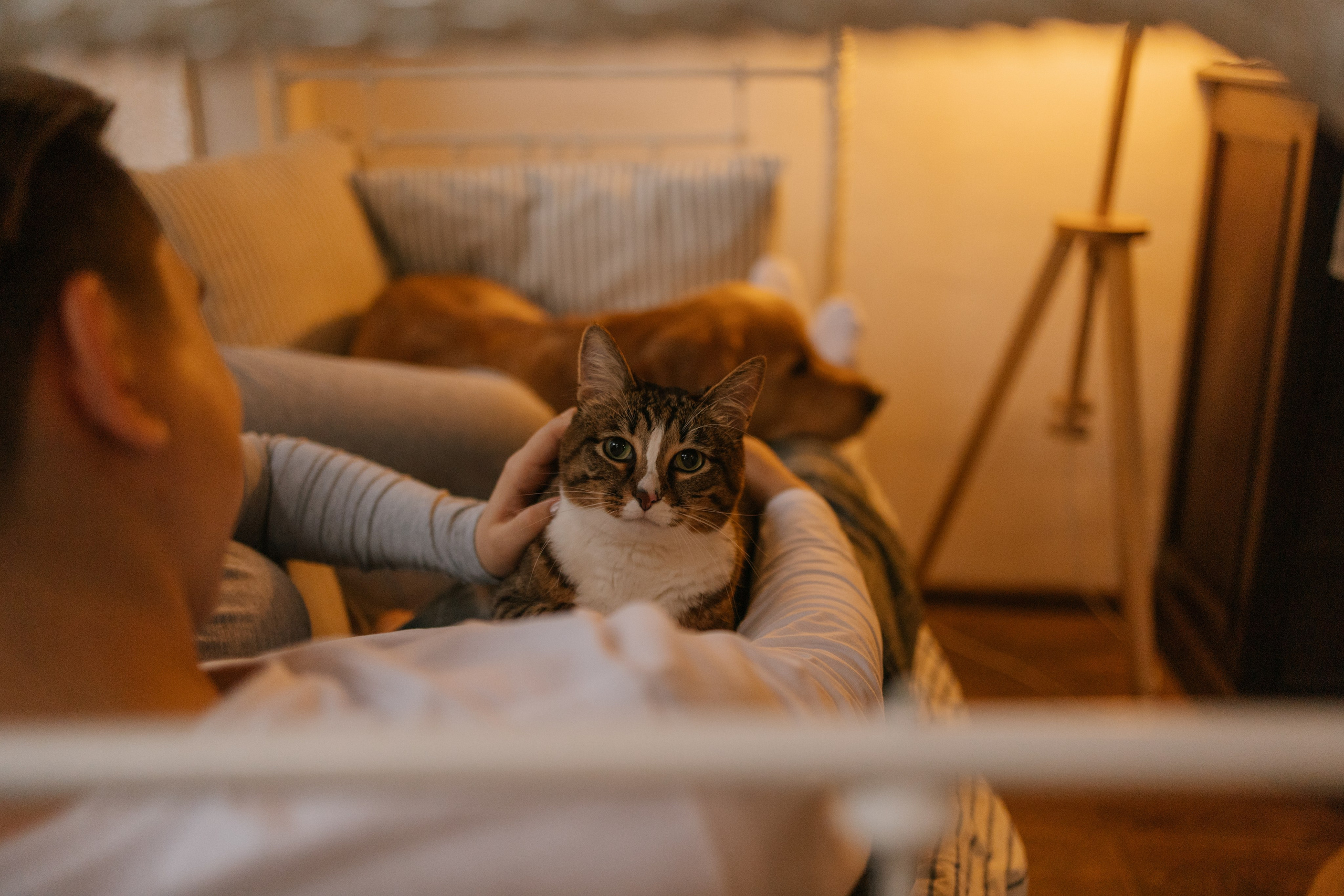 Вегас, Веник и их семья. Фотограф — Анималист | Санкт-Петербург