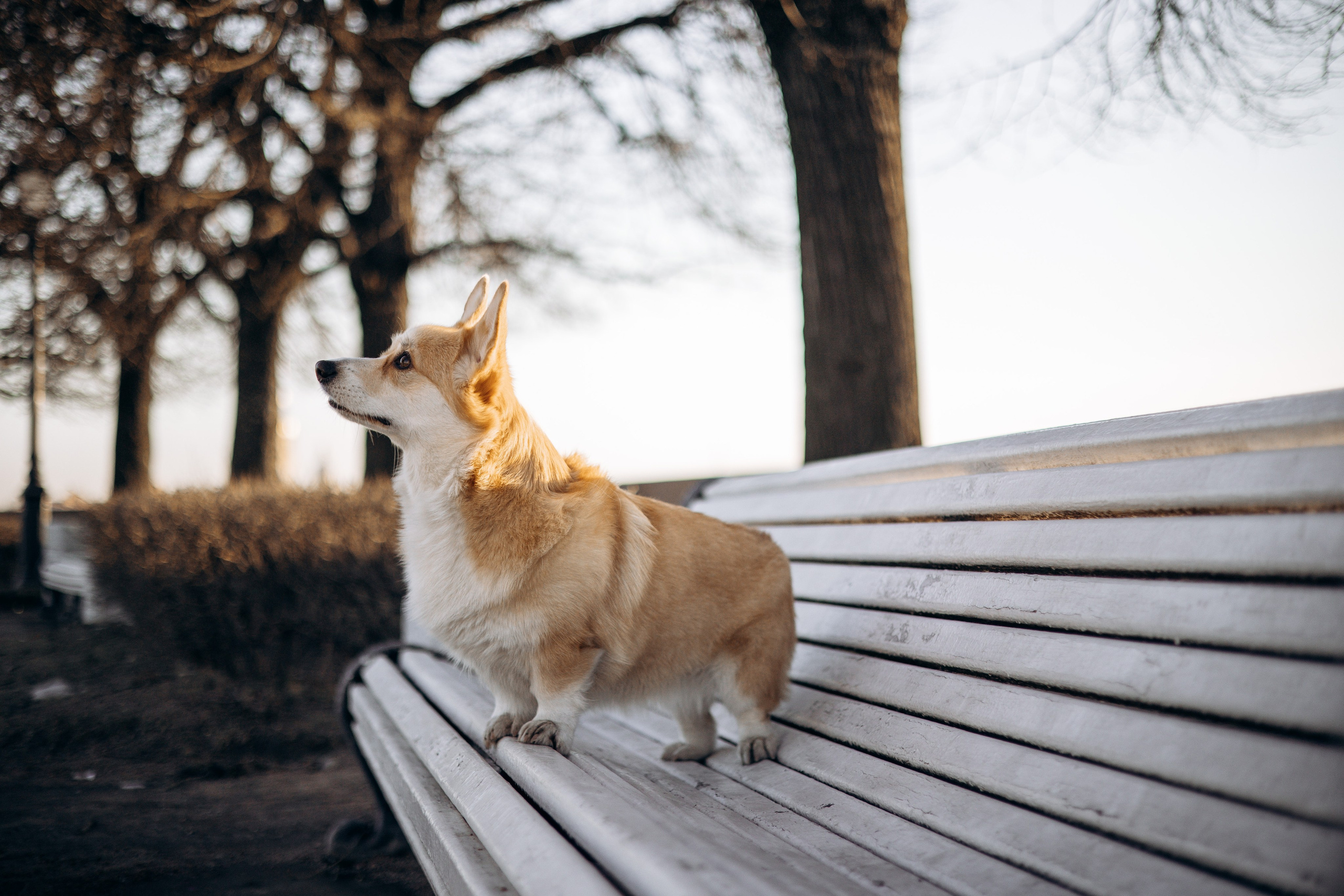 Настя и Ева. Фотограф — Анималист | Санкт-Петербург