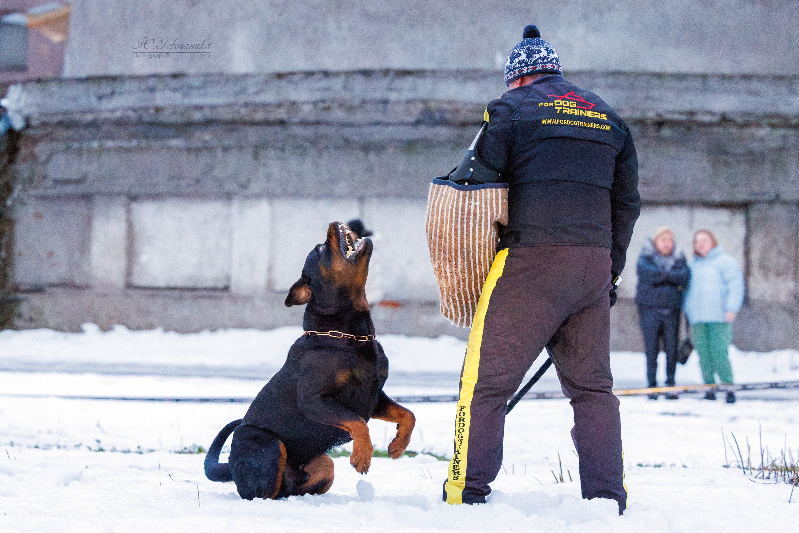 Питер ротвейлеры 18.01,Крокус 19.01.2025. Фотограф-анималист Юлия Германика
