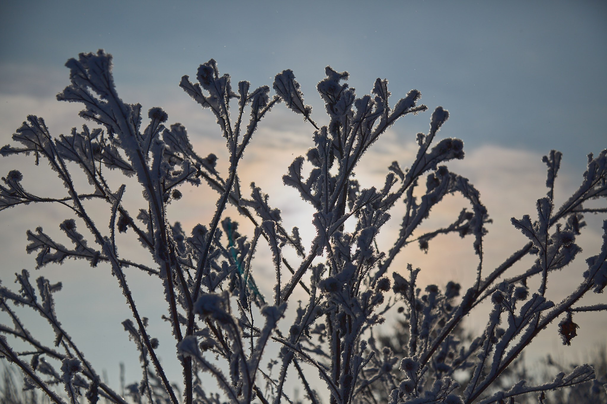 Предновогодняя сказка. Фотограф Омск | Александр Вандеров