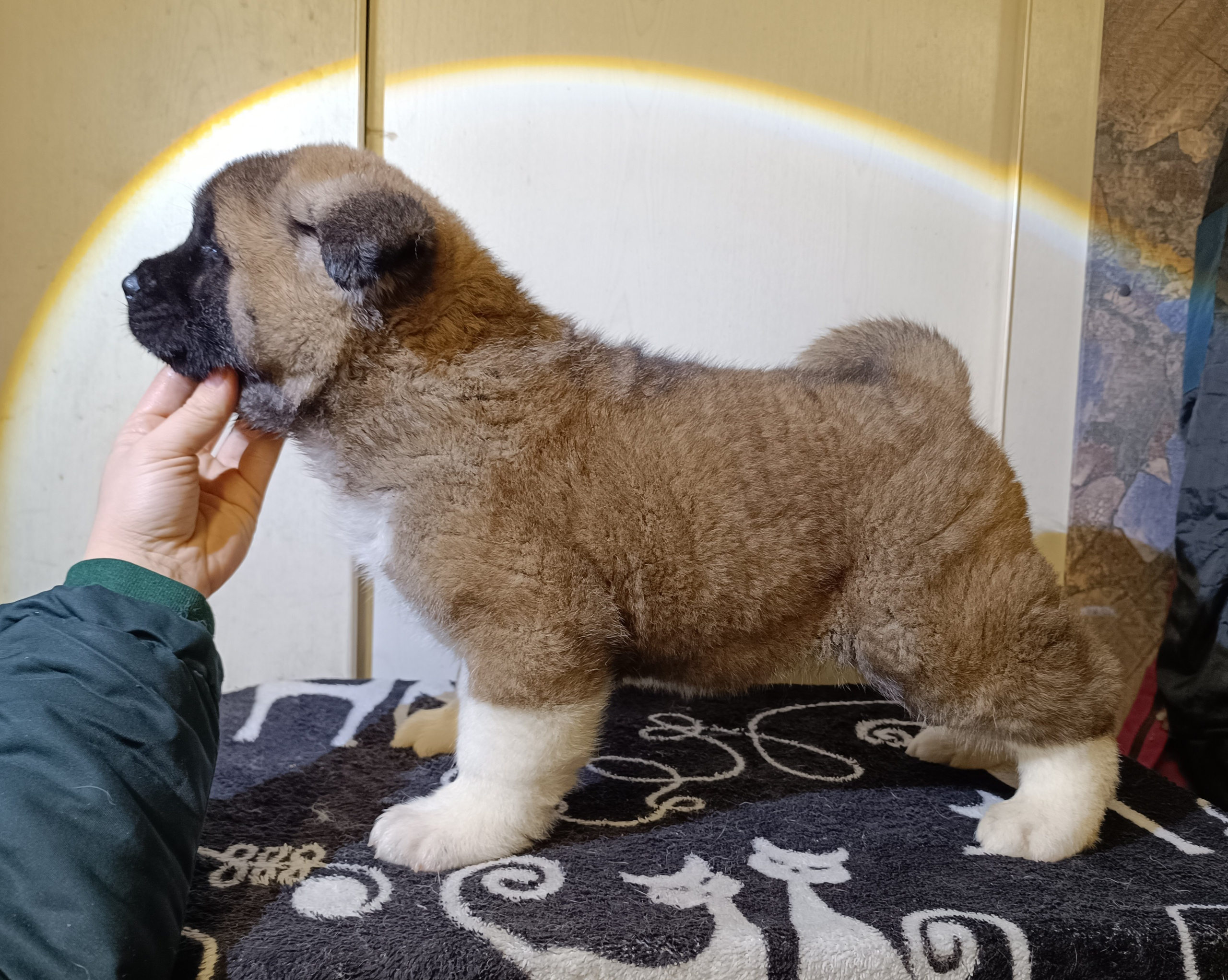 Rubylight Cirrus. Американская акита I Сиба ину I Питомник RUBYLIGHT