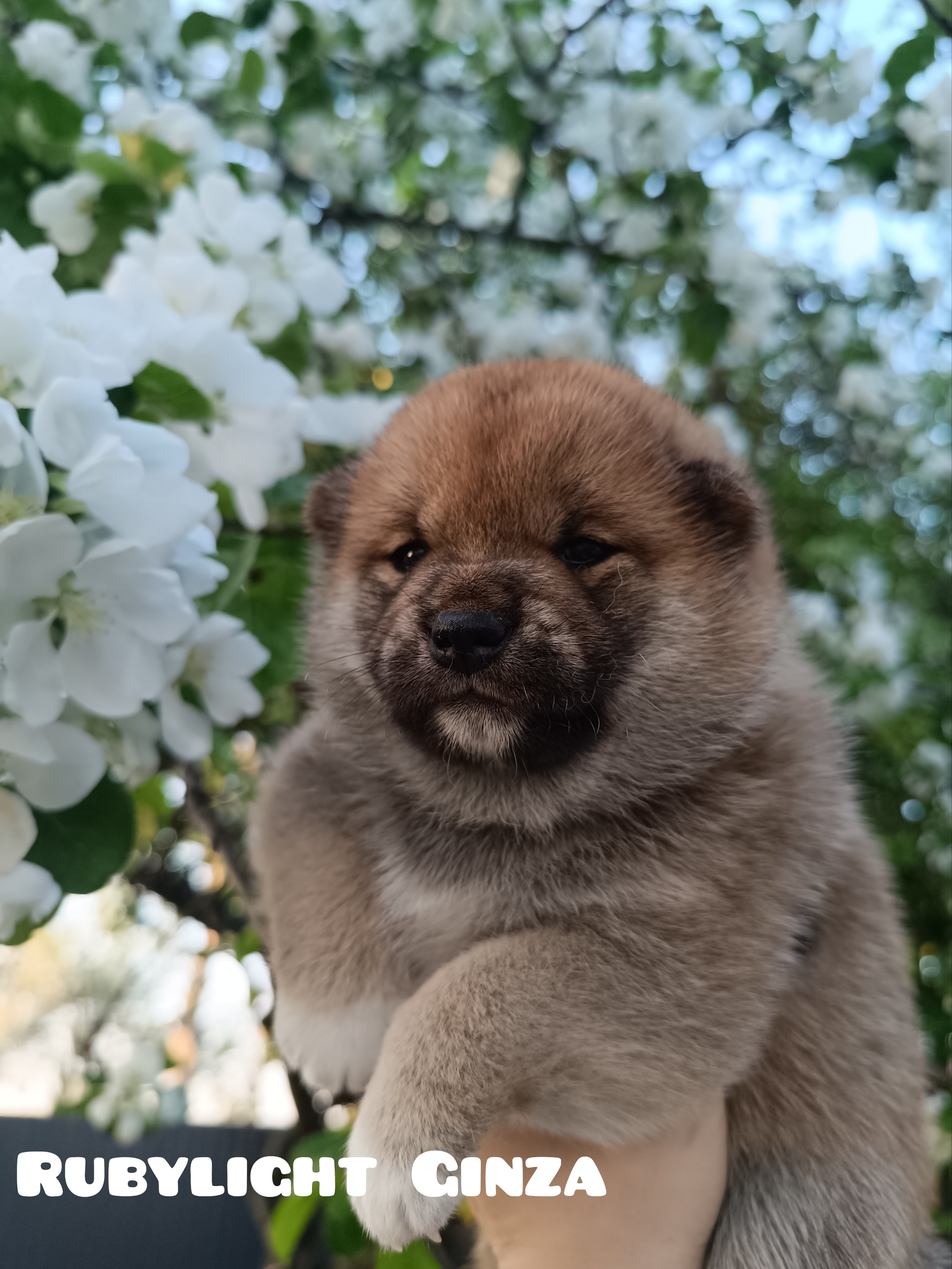 сиба питомник Рубилайт щенки на продажу rubylight  сиба щенки купить СПб Санкт-Петербург 