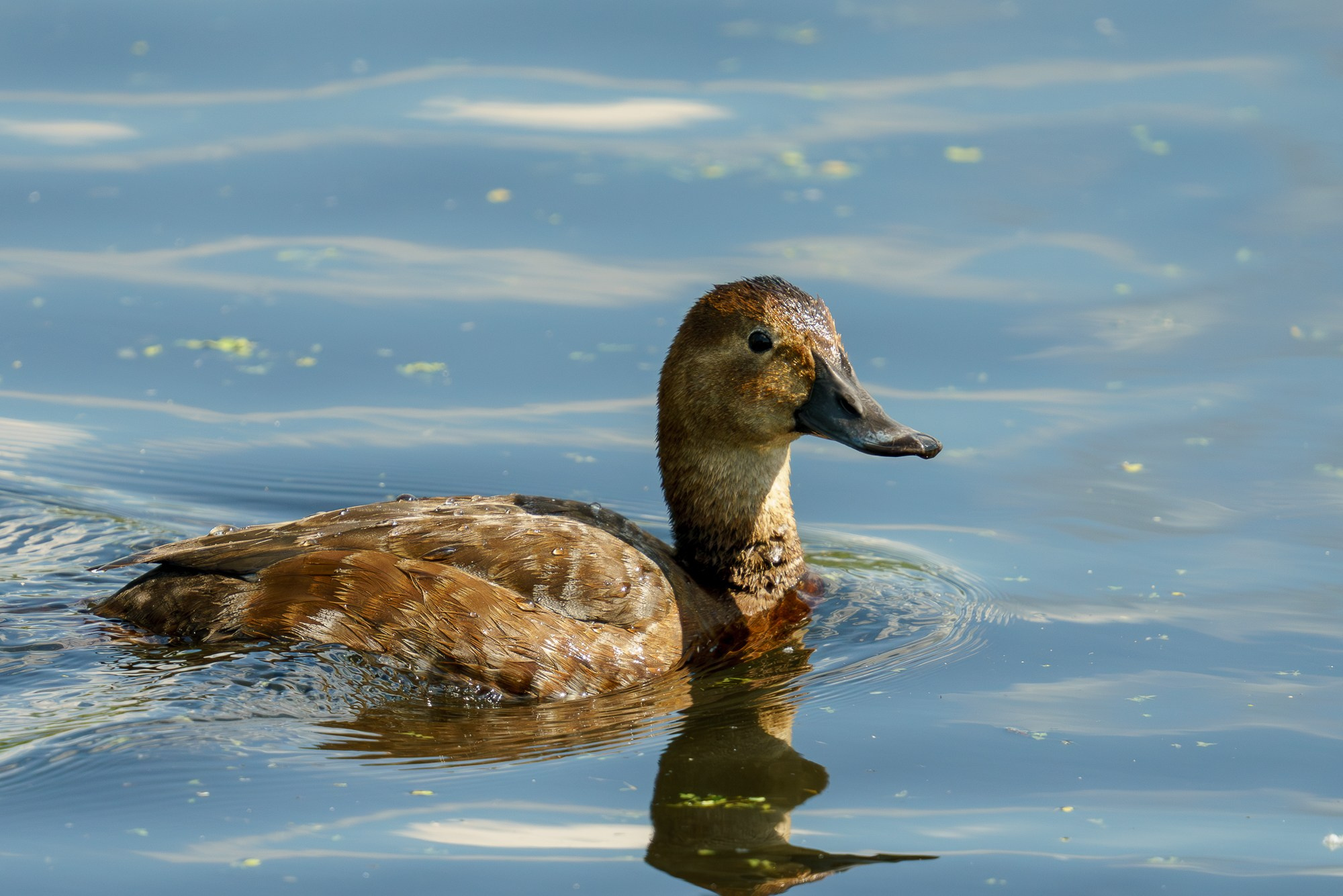 Удивительные мир птиц. Вокруг нас столько прекрасного — присмотритесь!. Ваш личный фотограф Марина Волкова