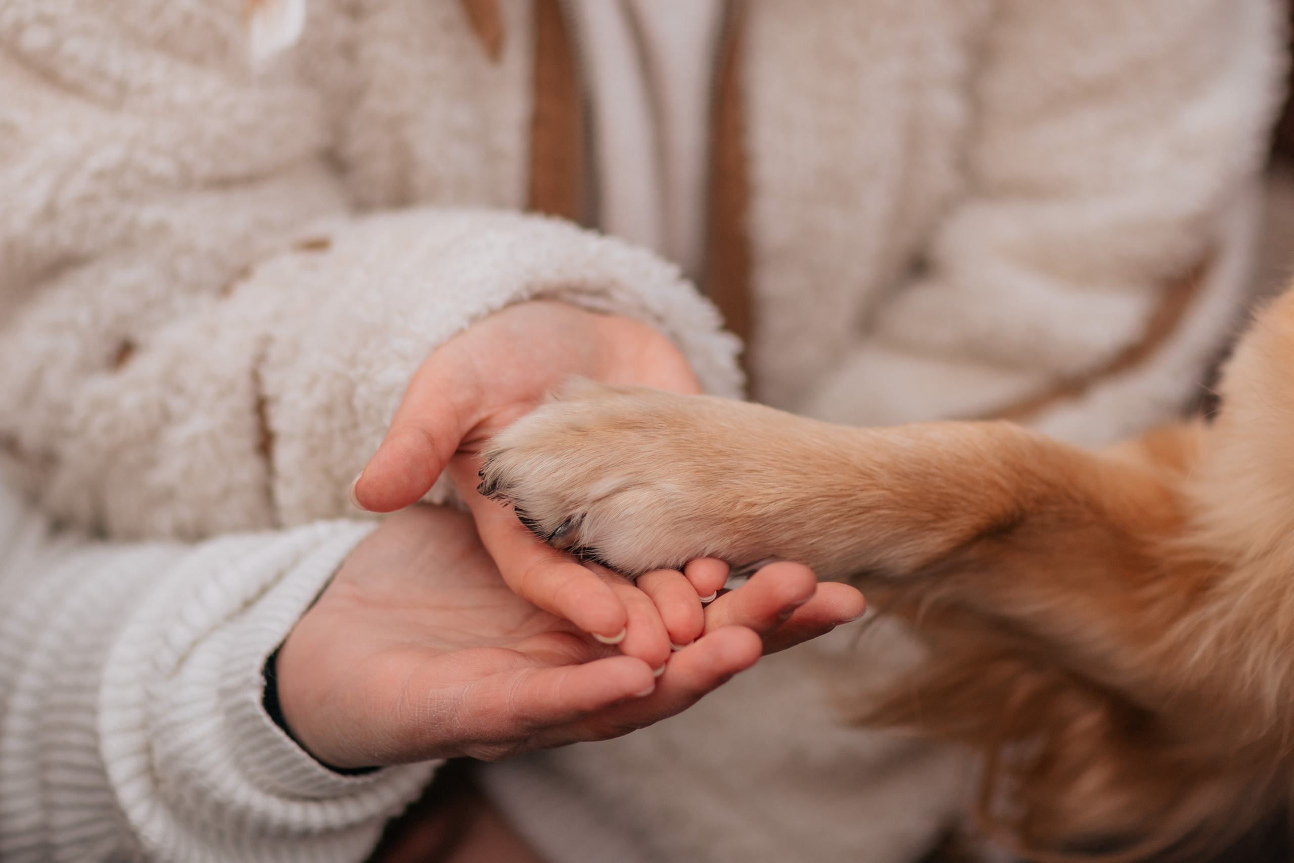 Бетти, Катя и Лёша. Новогодняя история. Семейный фотограф анималист Мария Крючкова