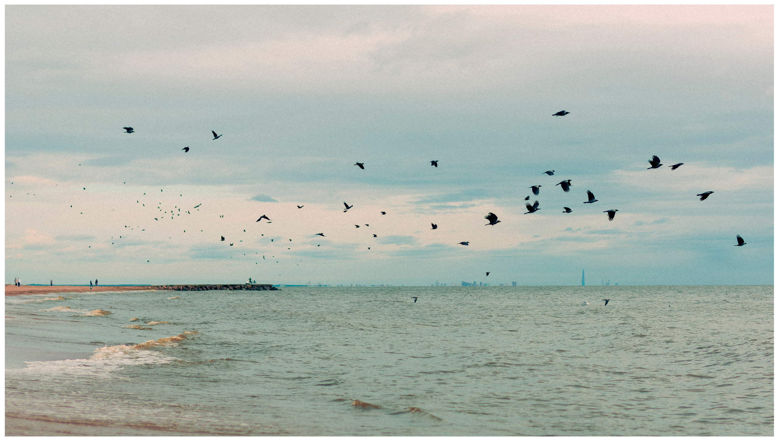 Из наблюдений. Плак или Квак