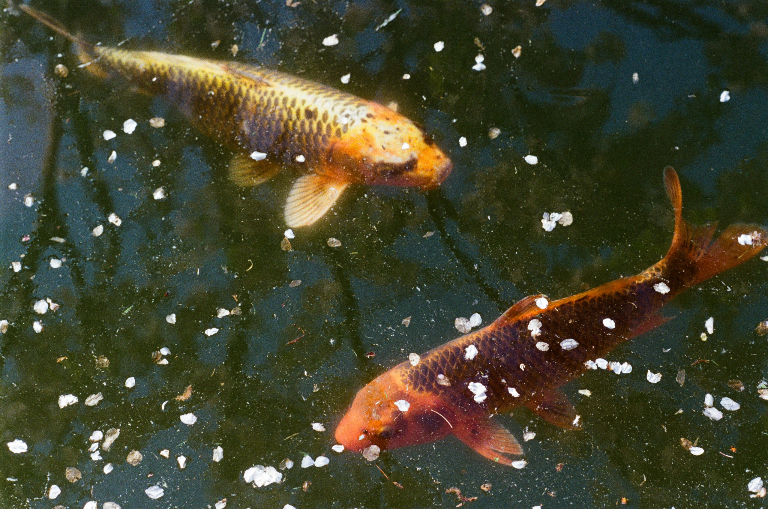 Sakura blues // ukraine, crimea IV. EVER EXPOSED