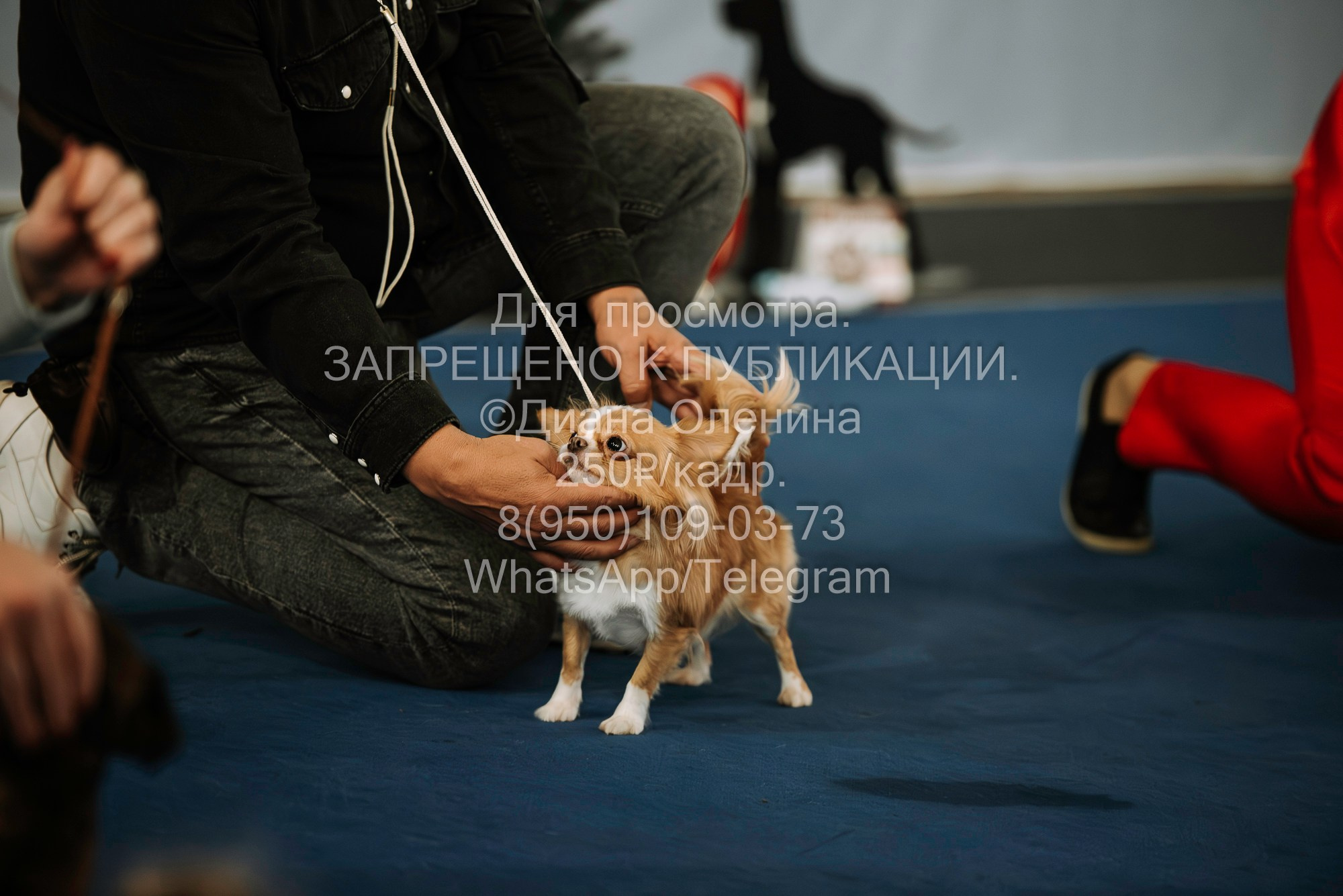 Выставка собак Красноярск 29.10.2023. Фотограф Диана Оленина Красноярск / Братск