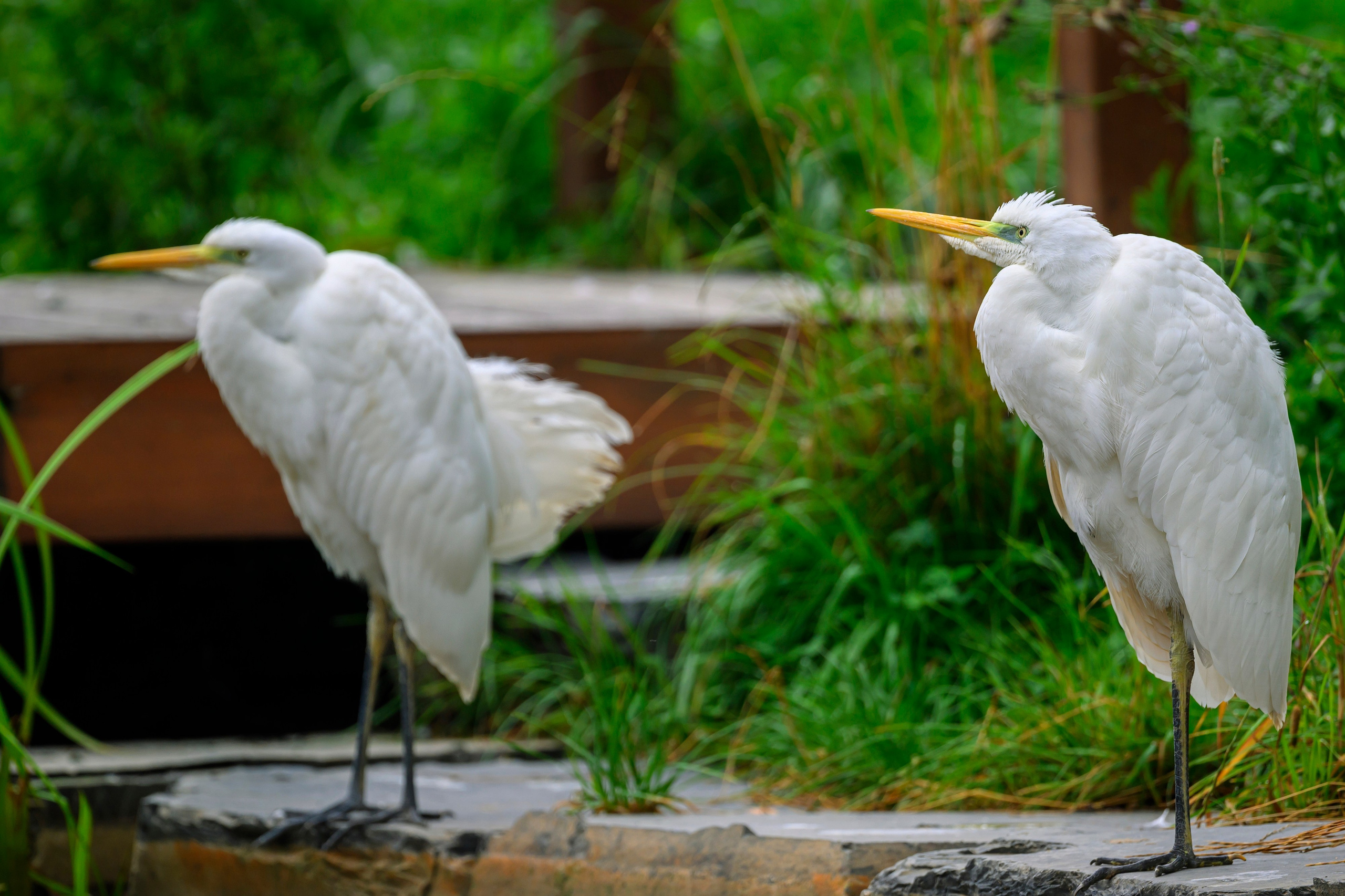Красавки, цапли, утки: Парк Ближняя дача. Wildlife photography by Sergey Puponin