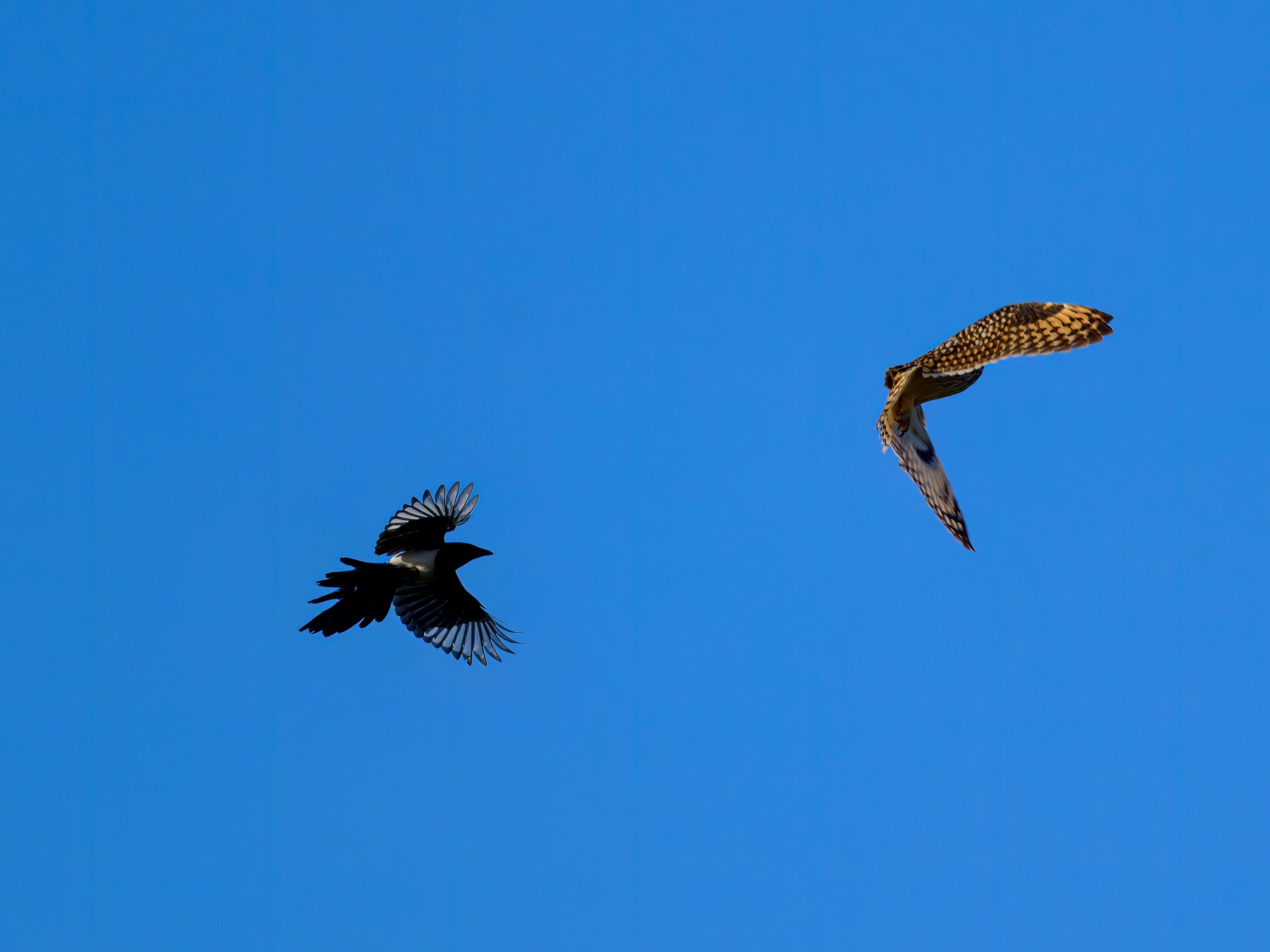 Совы и сороки. Wildlife photography by Sergey Puponin