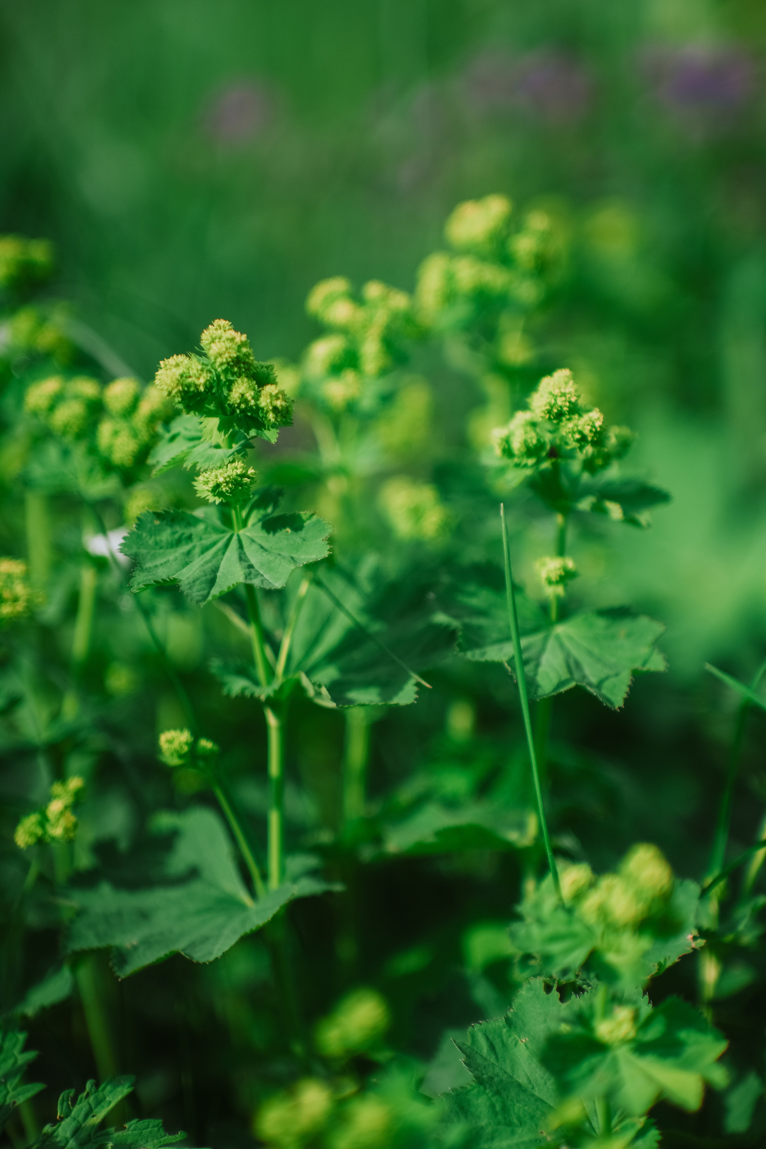 Нахазо ✽ Июль. Репортажный фотограф | Роза Хутор Красная Поляна Сочи Сириус