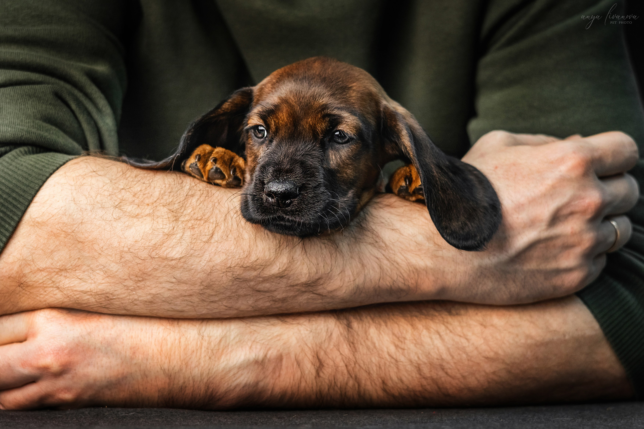 Баварки. Фотограф анималист Аня Ливанова | Рыбинск