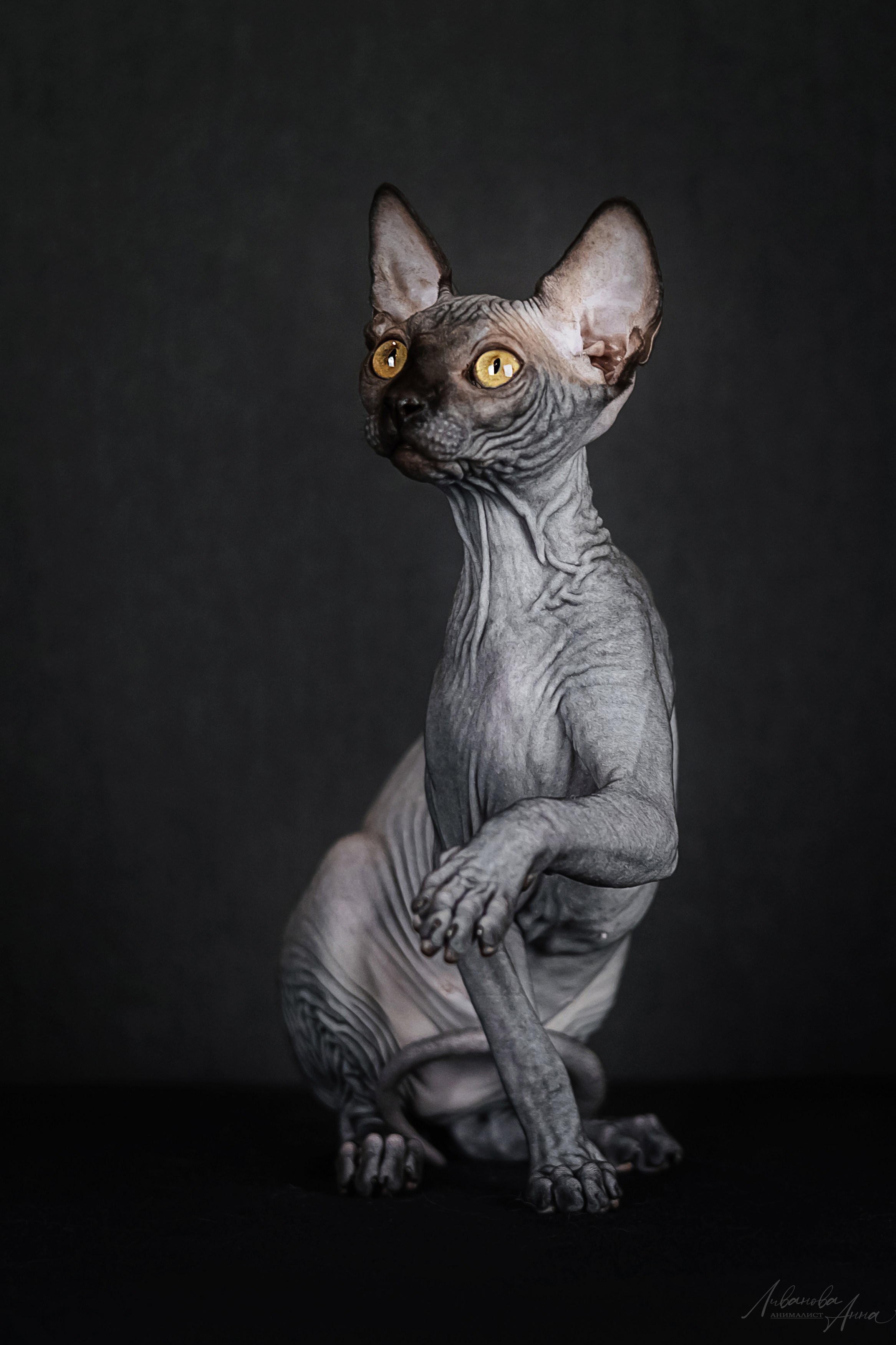 Сфинксы. Фотограф анималист Аня Ливанова | Рыбинск