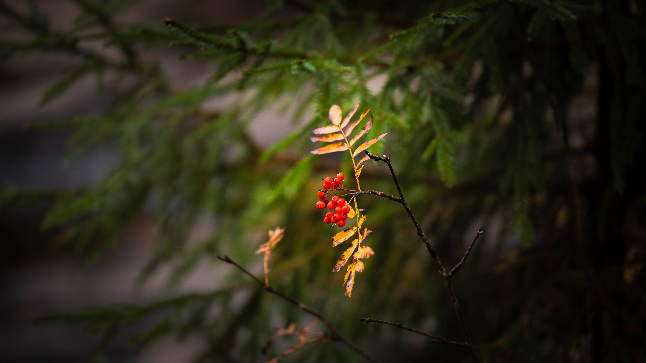 Чем дальше в лес. KRUTOVA_фотографирую жизнь