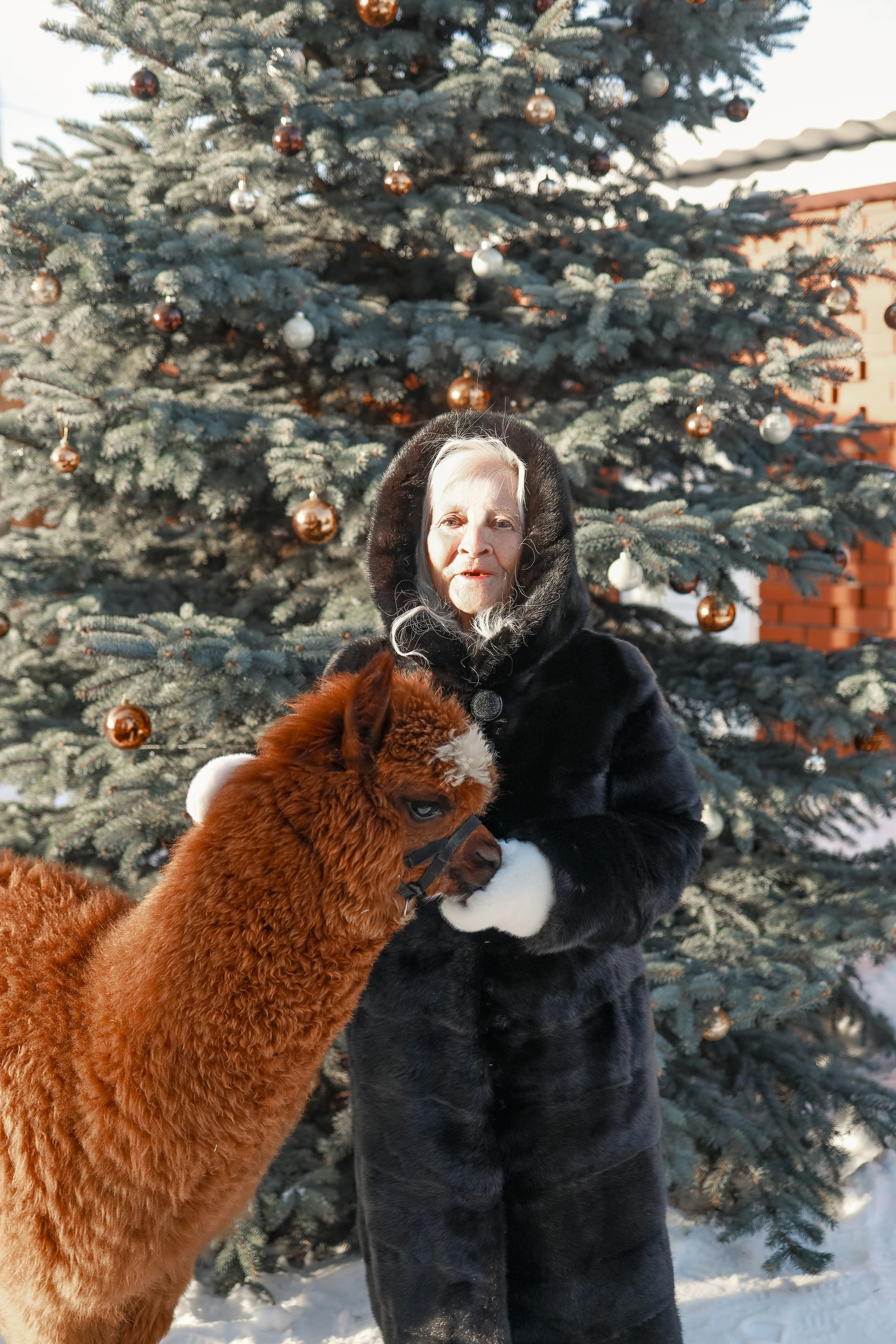 Семейная съемка с Альпакой!. Иванова Ирина Свадебный и семейный фотограф г. Уфа