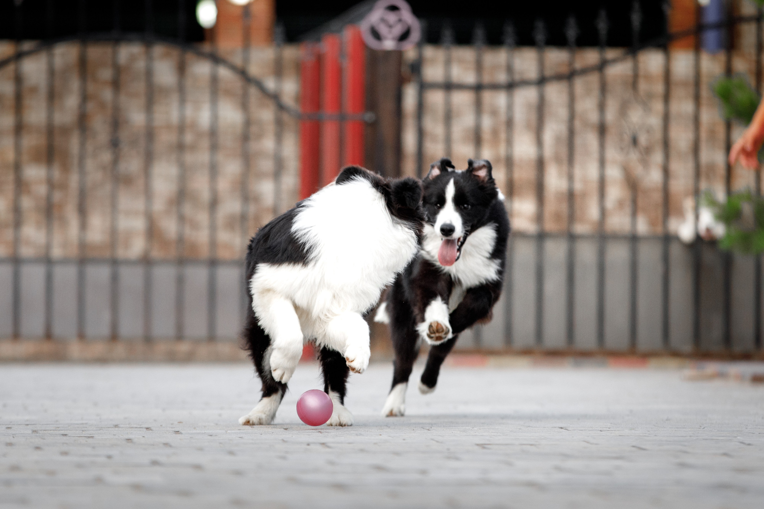 Болтовня в саду. О нас