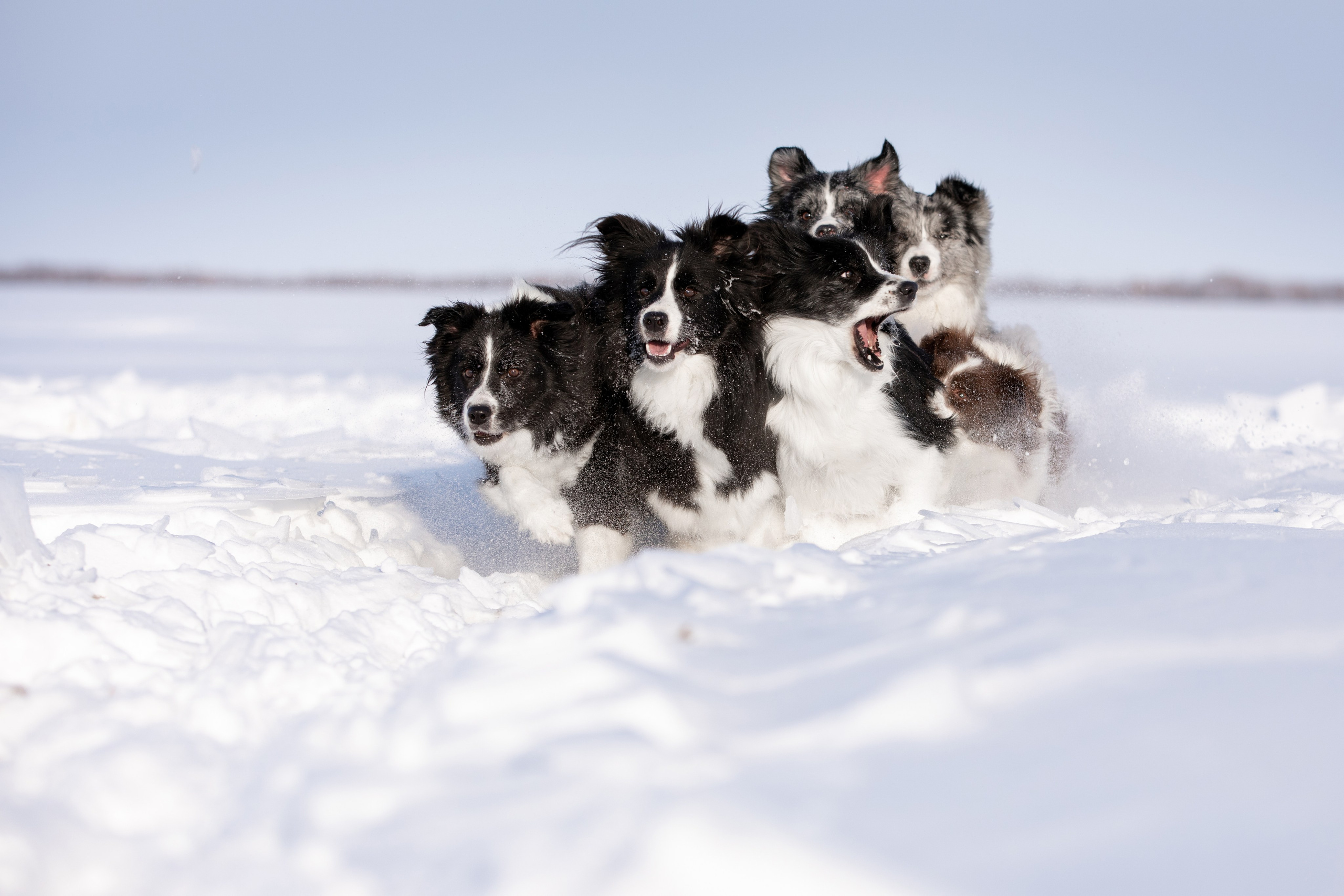 Мороз и солнце. О нас